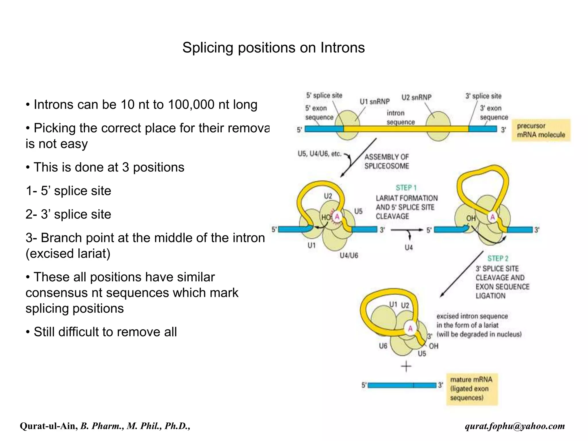 • Introns can be 10 nt to 100,000 nt long
• Picking the correct place for their removal
is not easy
• This is done at 3 positions
1- 5’ splice site
2- 3’ splice site
3- Branch point at the middle of the intron
(excised lariat)
• These all positions have similar
consensus nt sequences which mark
splicing positions
• Still difficult to remove all
Splicing positions on Introns
Qurat-ul-Ain, B. Pharm., M. Phil., Ph.D., qurat.fophu@yahoo.com
 