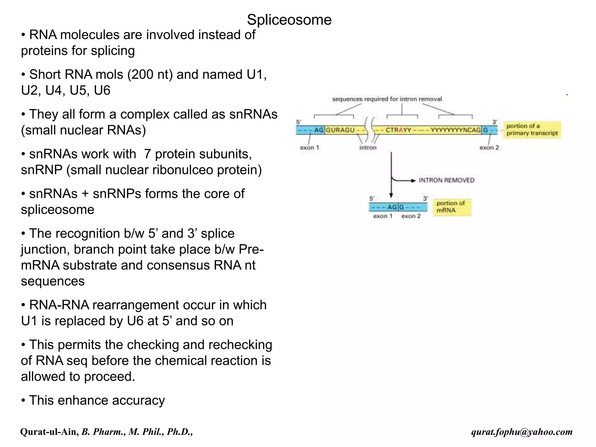 Spliceosome
• RNA molecules are involved instead of
proteins for splicing
• Short RNA mols (200 nt) and named U1,
U2, U4, U5, U6
• They all form a complex called as snRNAs
(small nuclear RNAs)
• snRNAs work with 7 protein subunits,
snRNP (small nuclear ribonulceo protein)
• snRNAs + snRNPs forms the core of
spliceosome
• The recognition b/w 5’ and 3’ splice
junction, branch point take place b/w Pre-
mRNA substrate and consensus RNA nt
sequences
• RNA-RNA rearrangement occur in which
U1 is replaced by U6 at 5’ and so on
• This permits the checking and rechecking
of RNA seq before the chemical reaction is
allowed to proceed.
• This enhance accuracy
Qurat-ul-Ain, B. Pharm., M. Phil., Ph.D., qurat.fophu@yahoo.com
 