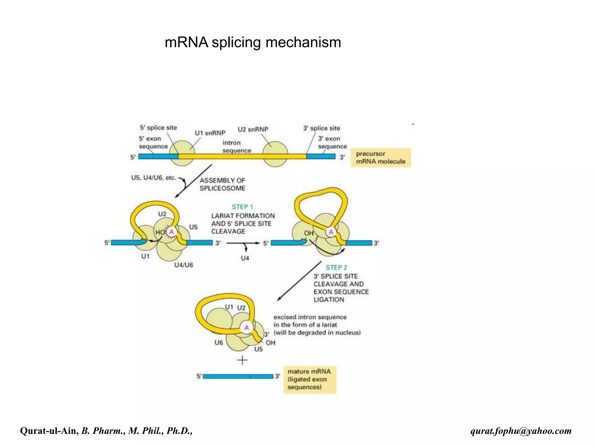 mRNA splicing mechanism
Qurat-ul-Ain, B. Pharm., M. Phil., Ph.D., qurat.fophu@yahoo.com
 