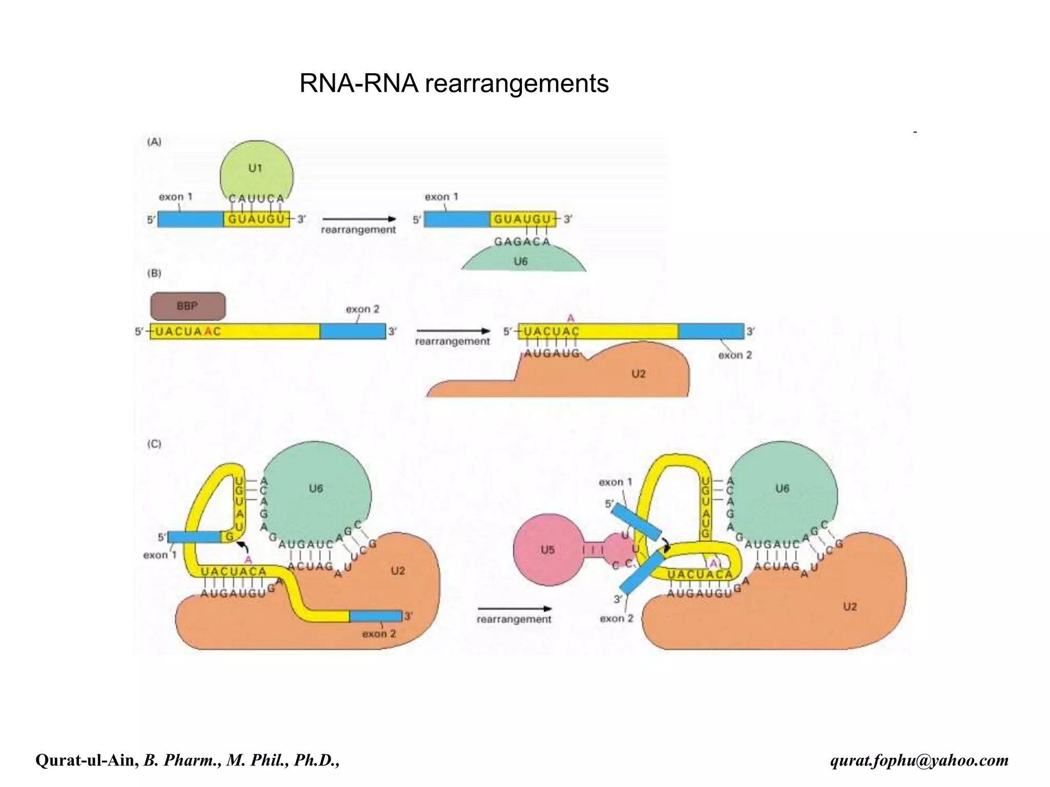 RNA-RNA rearrangements
Qurat-ul-Ain, B. Pharm., M. Phil., Ph.D., qurat.fophu@yahoo.com
 