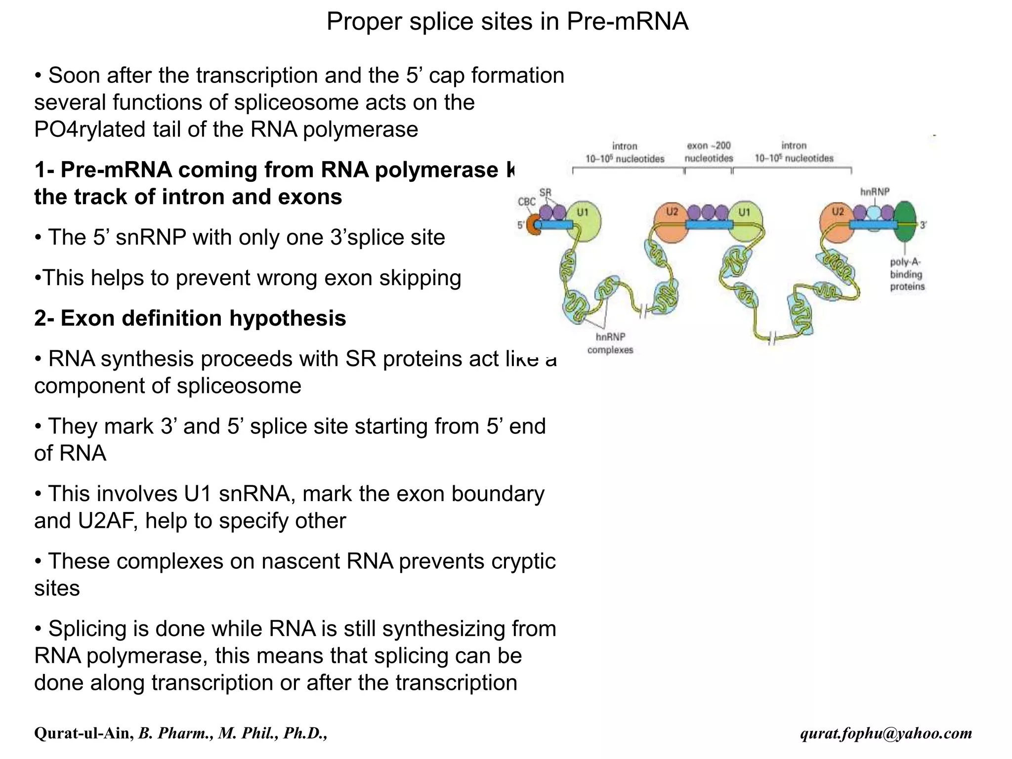 Proper splice sites in Pre-mRNA
• Soon after the transcription and the 5’ cap formation
several functions of spliceosome acts on the
PO4rylated tail of the RNA polymerase
1- Pre-mRNA coming from RNA polymerase keeps
the track of intron and exons
• The 5’ snRNP with only one 3’splice site
•This helps to prevent wrong exon skipping
2- Exon definition hypothesis
• RNA synthesis proceeds with SR proteins act like a
component of spliceosome
• They mark 3’ and 5’ splice site starting from 5’ end
of RNA
• This involves U1 snRNA, mark the exon boundary
and U2AF, help to specify other
• These complexes on nascent RNA prevents cryptic
sites
• Splicing is done while RNA is still synthesizing from
RNA polymerase, this means that splicing can be
done along transcription or after the transcription
Qurat-ul-Ain, B. Pharm., M. Phil., Ph.D., qurat.fophu@yahoo.com
 