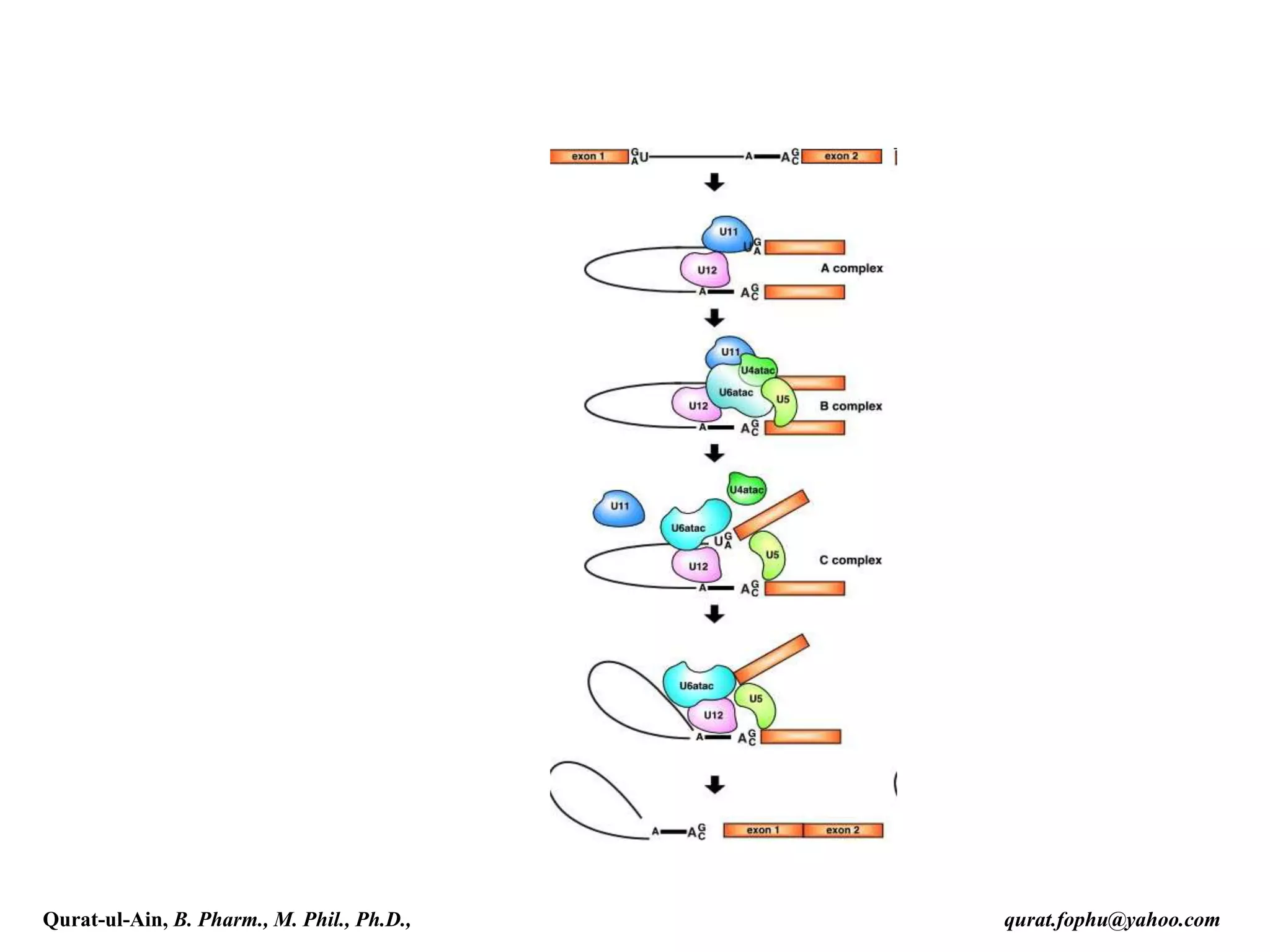 Qurat-ul-Ain, B. Pharm., M. Phil., Ph.D., qurat.fophu@yahoo.com
 