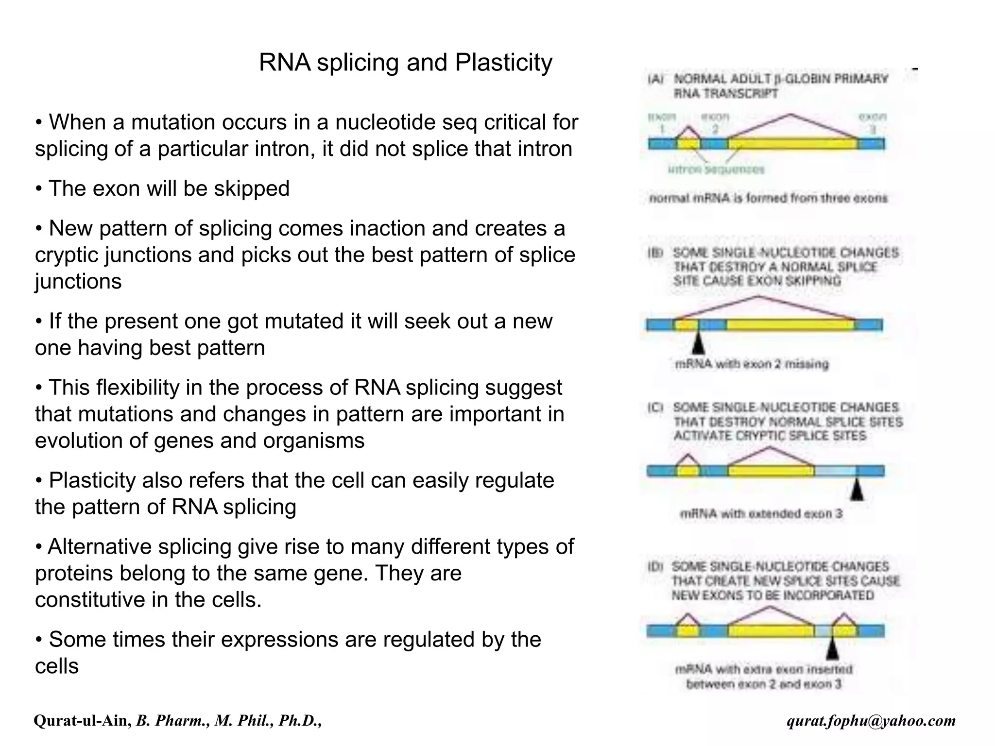RNA splicing and Plasticity
• When a mutation occurs in a nucleotide seq critical for
splicing of a particular intron, it did not splice that intron
• The exon will be skipped
• New pattern of splicing comes inaction and creates a
cryptic junctions and picks out the best pattern of splice
junctions
• If the present one got mutated it will seek out a new
one having best pattern
• This flexibility in the process of RNA splicing suggest
that mutations and changes in pattern are important in
evolution of genes and organisms
• Plasticity also refers that the cell can easily regulate
the pattern of RNA splicing
• Alternative splicing give rise to many different types of
proteins belong to the same gene. They are
constitutive in the cells.
• Some times their expressions are regulated by the
cells
Qurat-ul-Ain, B. Pharm., M. Phil., Ph.D., qurat.fophu@yahoo.com
 