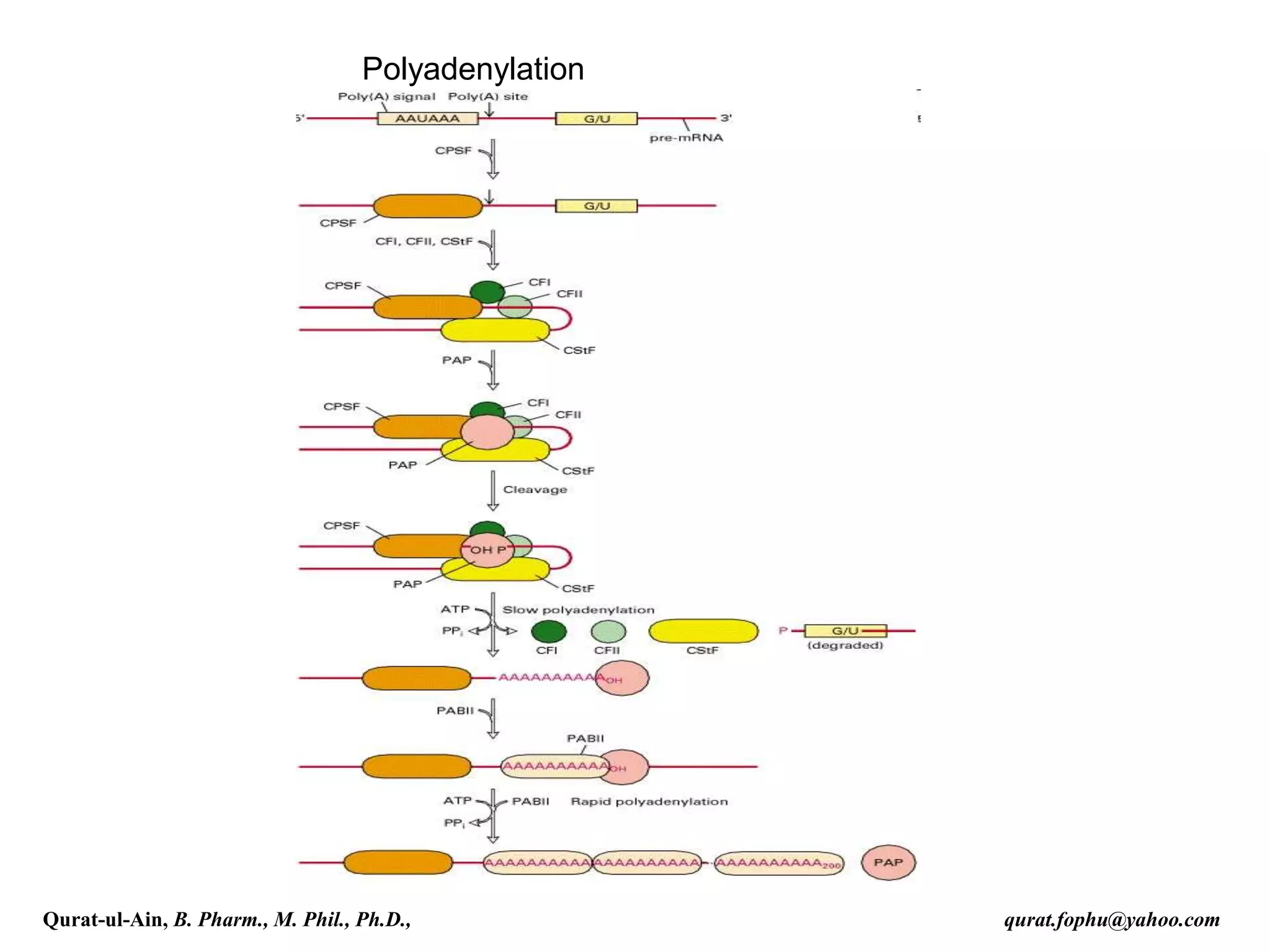 Polyadenylation
Qurat-ul-Ain, B. Pharm., M. Phil., Ph.D., qurat.fophu@yahoo.com
 