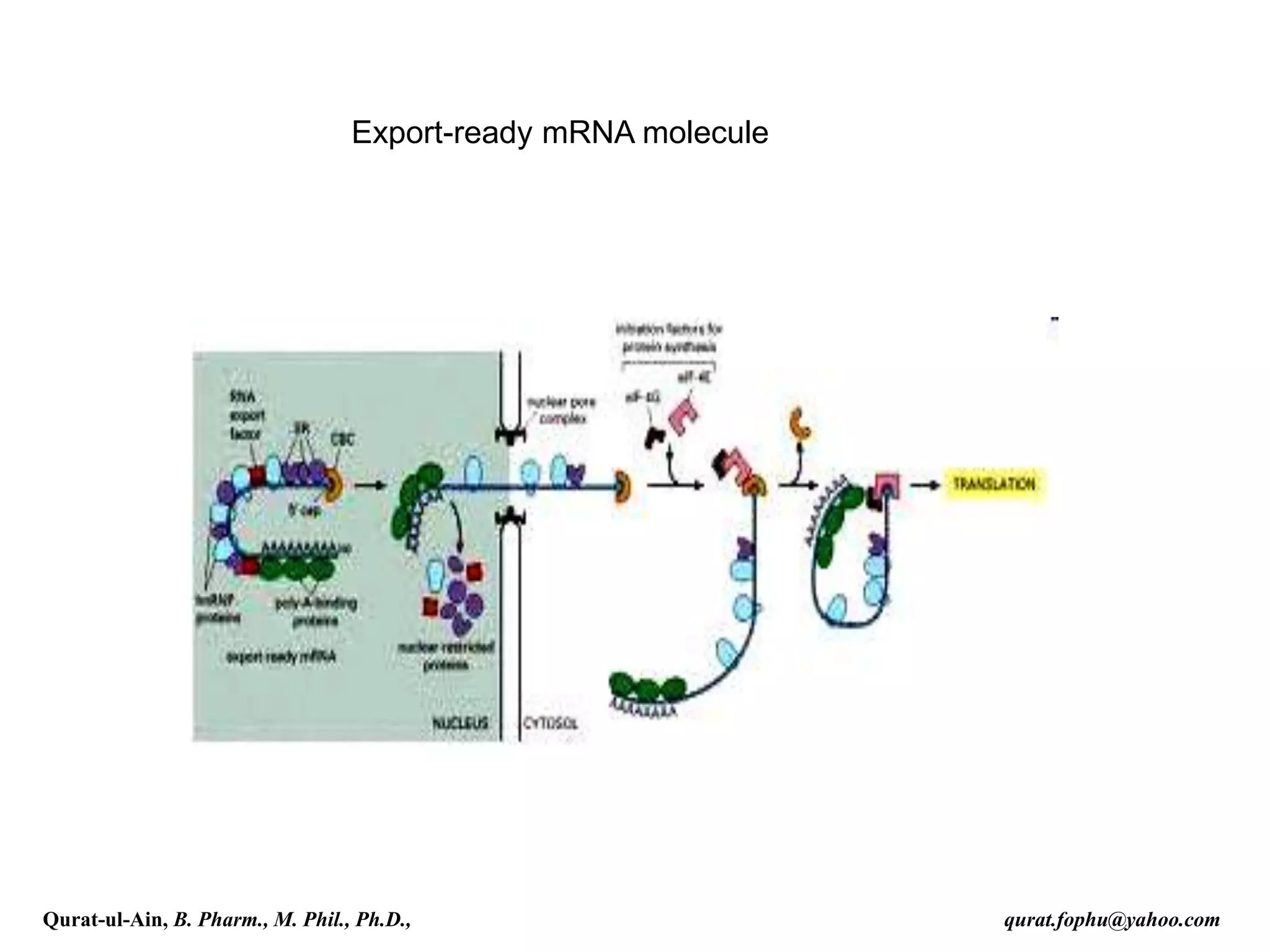 Export-ready mRNA molecule
Qurat-ul-Ain, B. Pharm., M. Phil., Ph.D., qurat.fophu@yahoo.com
 