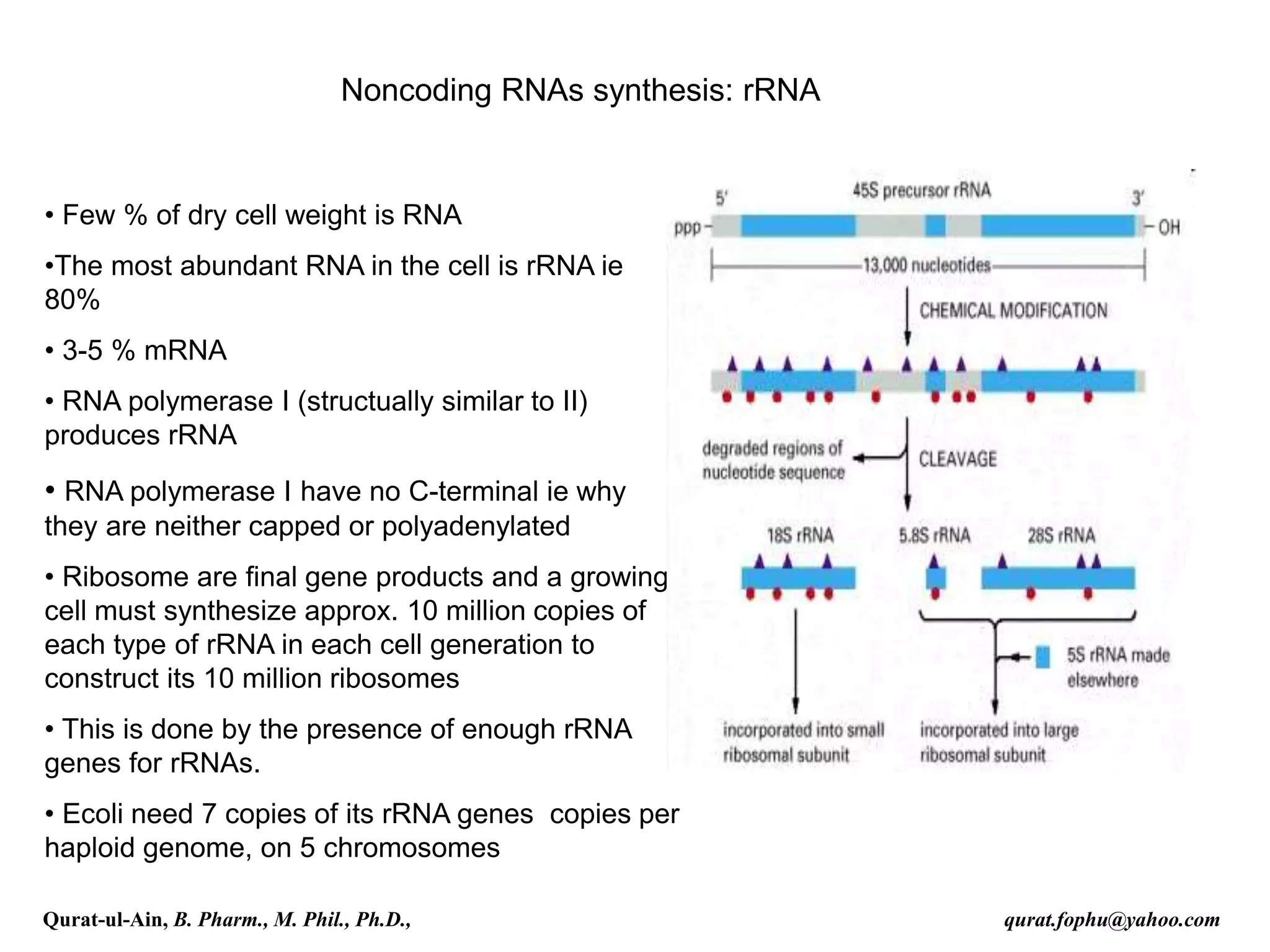 Noncoding RNAs synthesis: rRNA
• Few % of dry cell weight is RNA
•The most abundant RNA in the cell is rRNA ie
80%
• 3-5 % mRNA
• RNA polymerase I (structually similar to II)
produces rRNA
• RNA polymerase I have no C-terminal ie why
they are neither capped or polyadenylated
• Ribosome are final gene products and a growing
cell must synthesize approx. 10 million copies of
each type of rRNA in each cell generation to
construct its 10 million ribosomes
• This is done by the presence of enough rRNA
genes for rRNAs.
• Ecoli need 7 copies of its rRNA genes copies per
haploid genome, on 5 chromosomes
Qurat-ul-Ain, B. Pharm., M. Phil., Ph.D., qurat.fophu@yahoo.com
 