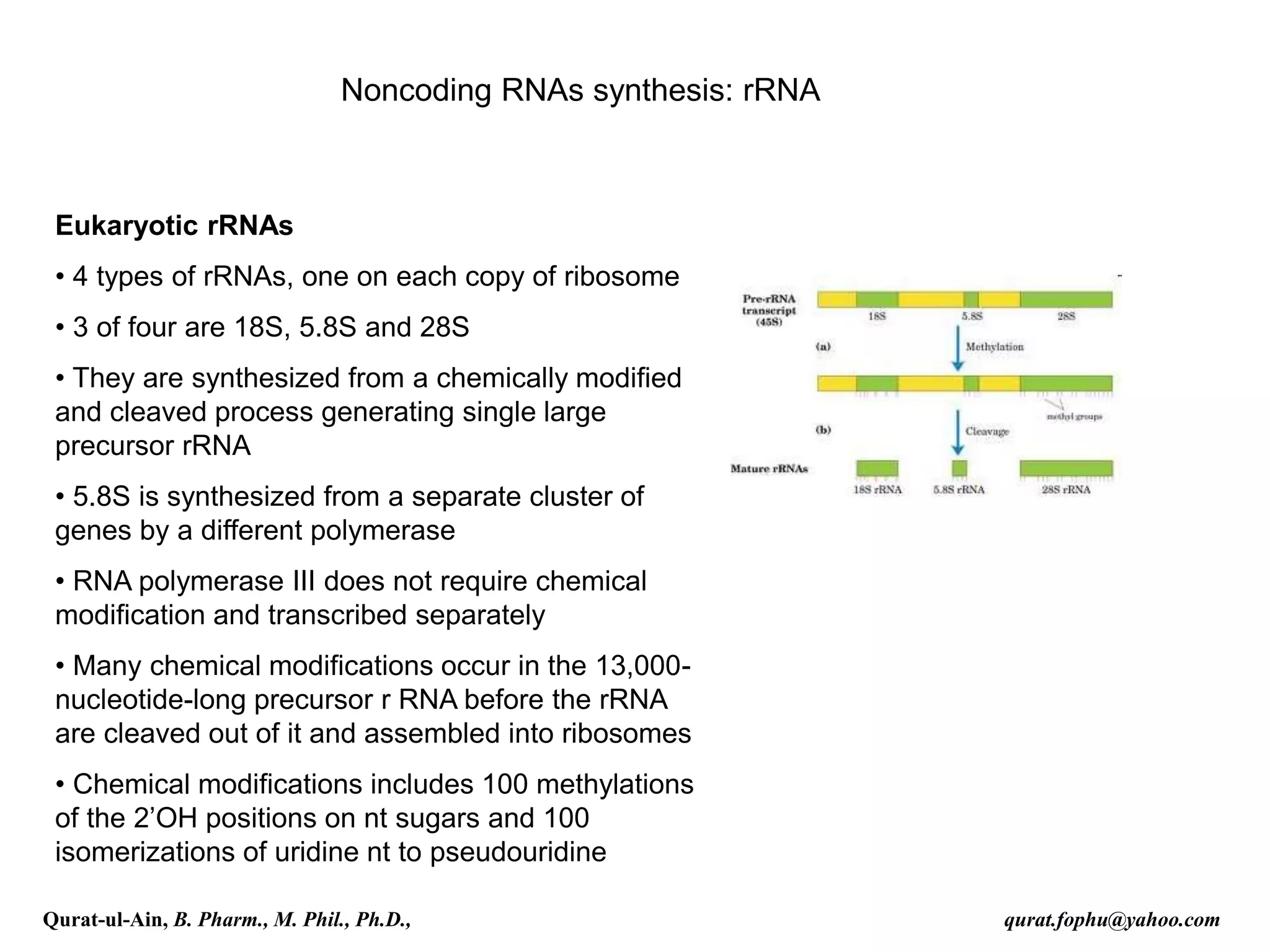 Noncoding RNAs synthesis: rRNA
Eukaryotic rRNAs
• 4 types of rRNAs, one on each copy of ribosome
• 3 of four are 18S, 5.8S and 28S
• They are synthesized from a chemically modified
and cleaved process generating single large
precursor rRNA
• 5.8S is synthesized from a separate cluster of
genes by a different polymerase
• RNA polymerase III does not require chemical
modification and transcribed separately
• Many chemical modifications occur in the 13,000-
nucleotide-long precursor r RNA before the rRNA
are cleaved out of it and assembled into ribosomes
• Chemical modifications includes 100 methylations
of the 2’OH positions on nt sugars and 100
isomerizations of uridine nt to pseudouridine
Qurat-ul-Ain, B. Pharm., M. Phil., Ph.D., qurat.fophu@yahoo.com
 