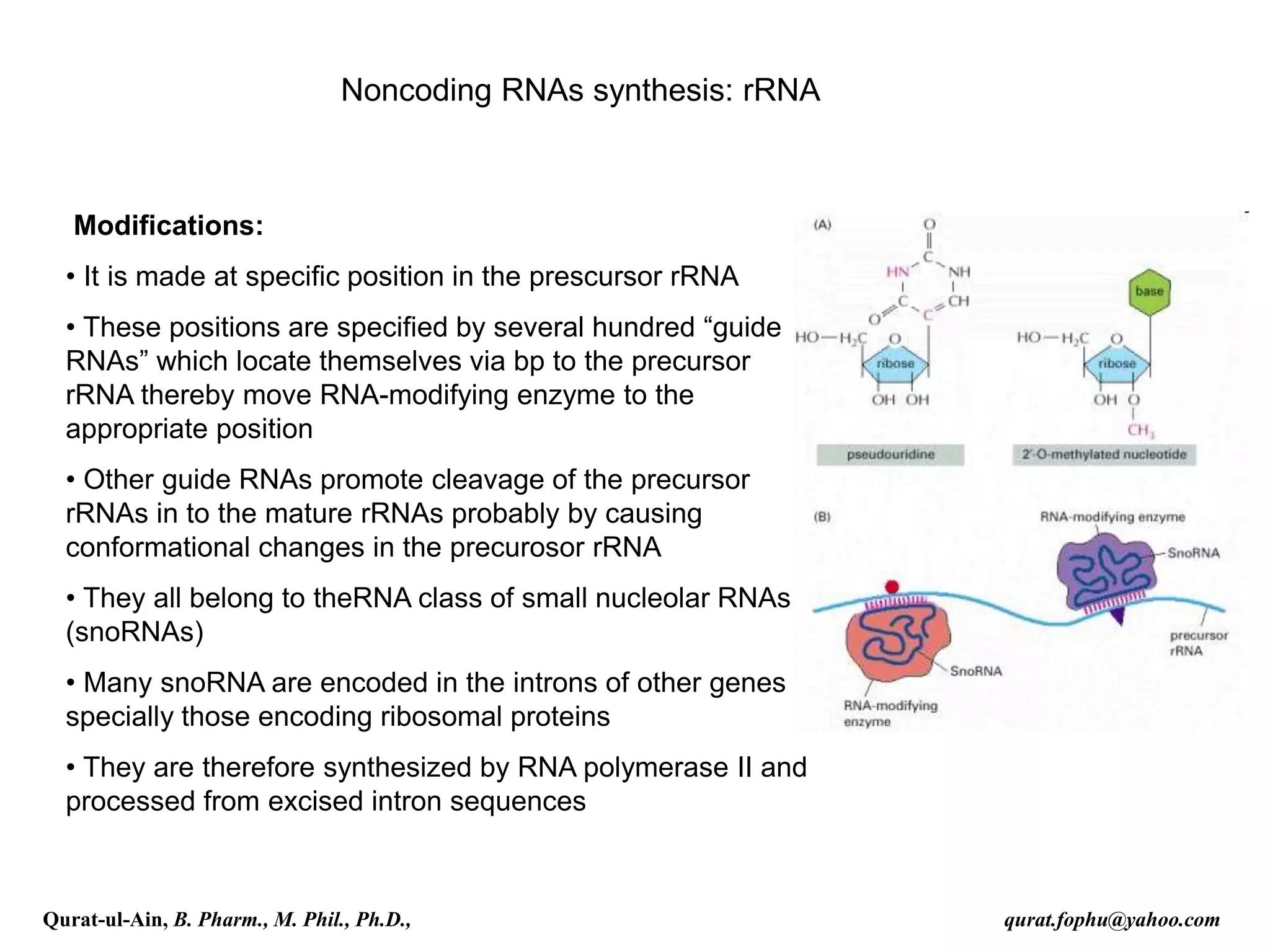 Noncoding RNAs synthesis: rRNA
Modifications:
• It is made at specific position in the prescursor rRNA
• These positions are specified by several hundred “guide
RNAs” which locate themselves via bp to the precursor
rRNA thereby move RNA-modifying enzyme to the
appropriate position
• Other guide RNAs promote cleavage of the precursor
rRNAs in to the mature rRNAs probably by causing
conformational changes in the precurosor rRNA
• They all belong to theRNA class of small nucleolar RNAs
(snoRNAs)
• Many snoRNA are encoded in the introns of other genes
specially those encoding ribosomal proteins
• They are therefore synthesized by RNA polymerase II and
processed from excised intron sequences
Qurat-ul-Ain, B. Pharm., M. Phil., Ph.D., qurat.fophu@yahoo.com
 