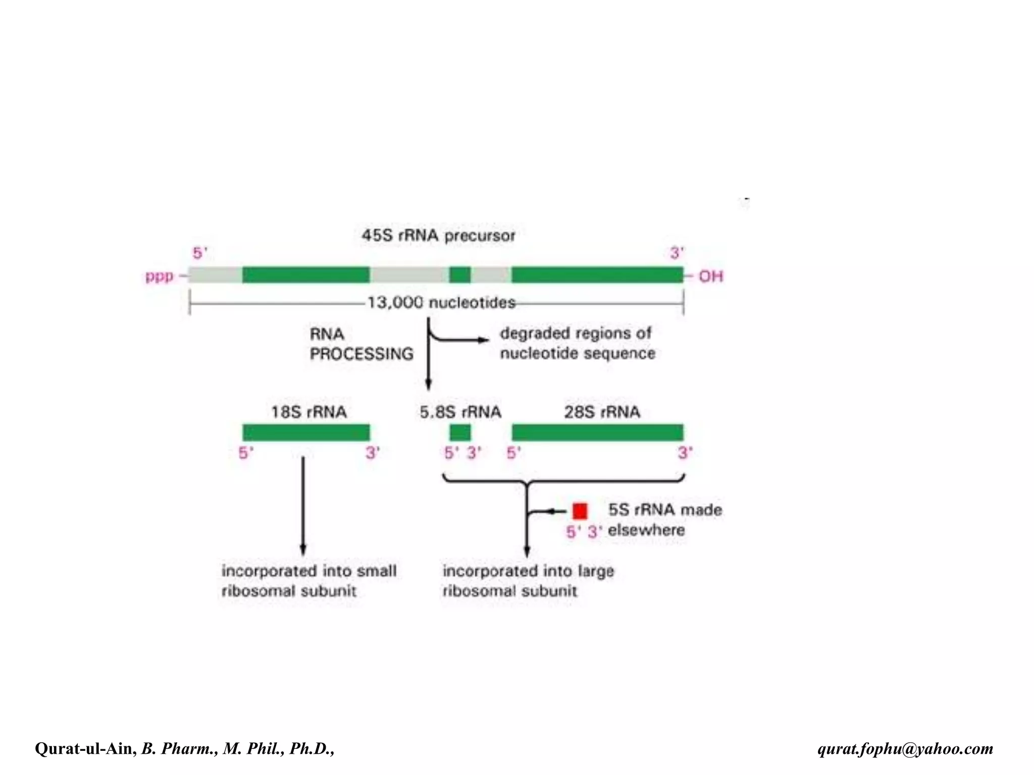 Qurat-ul-Ain, B. Pharm., M. Phil., Ph.D., qurat.fophu@yahoo.com
 