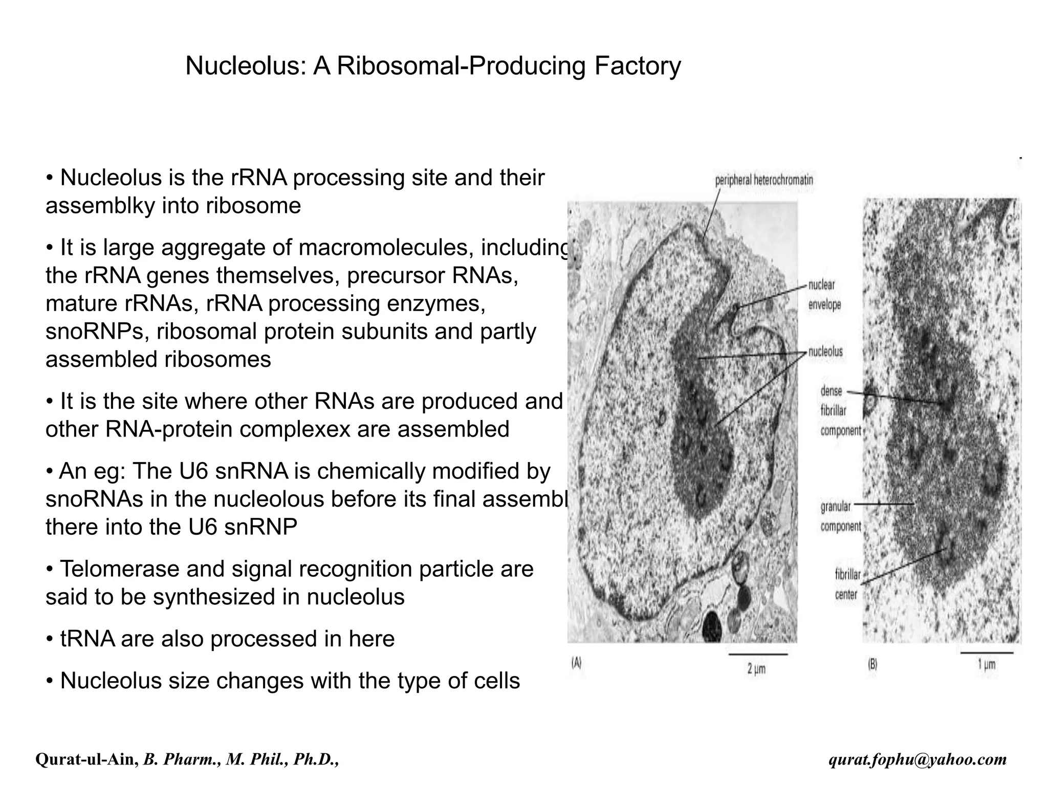 Nucleolus: A Ribosomal-Producing Factory
• Nucleolus is the rRNA processing site and their
assemblky into ribosome
• It is large aggregate of macromolecules, including
the rRNA genes themselves, precursor RNAs,
mature rRNAs, rRNA processing enzymes,
snoRNPs, ribosomal protein subunits and partly
assembled ribosomes
• It is the site where other RNAs are produced and
other RNA-protein complexex are assembled
• An eg: The U6 snRNA is chemically modified by
snoRNAs in the nucleolous before its final assembly
there into the U6 snRNP
• Telomerase and signal recognition particle are
said to be synthesized in nucleolus
• tRNA are also processed in here
• Nucleolus size changes with the type of cells
Qurat-ul-Ain, B. Pharm., M. Phil., Ph.D., qurat.fophu@yahoo.com
 