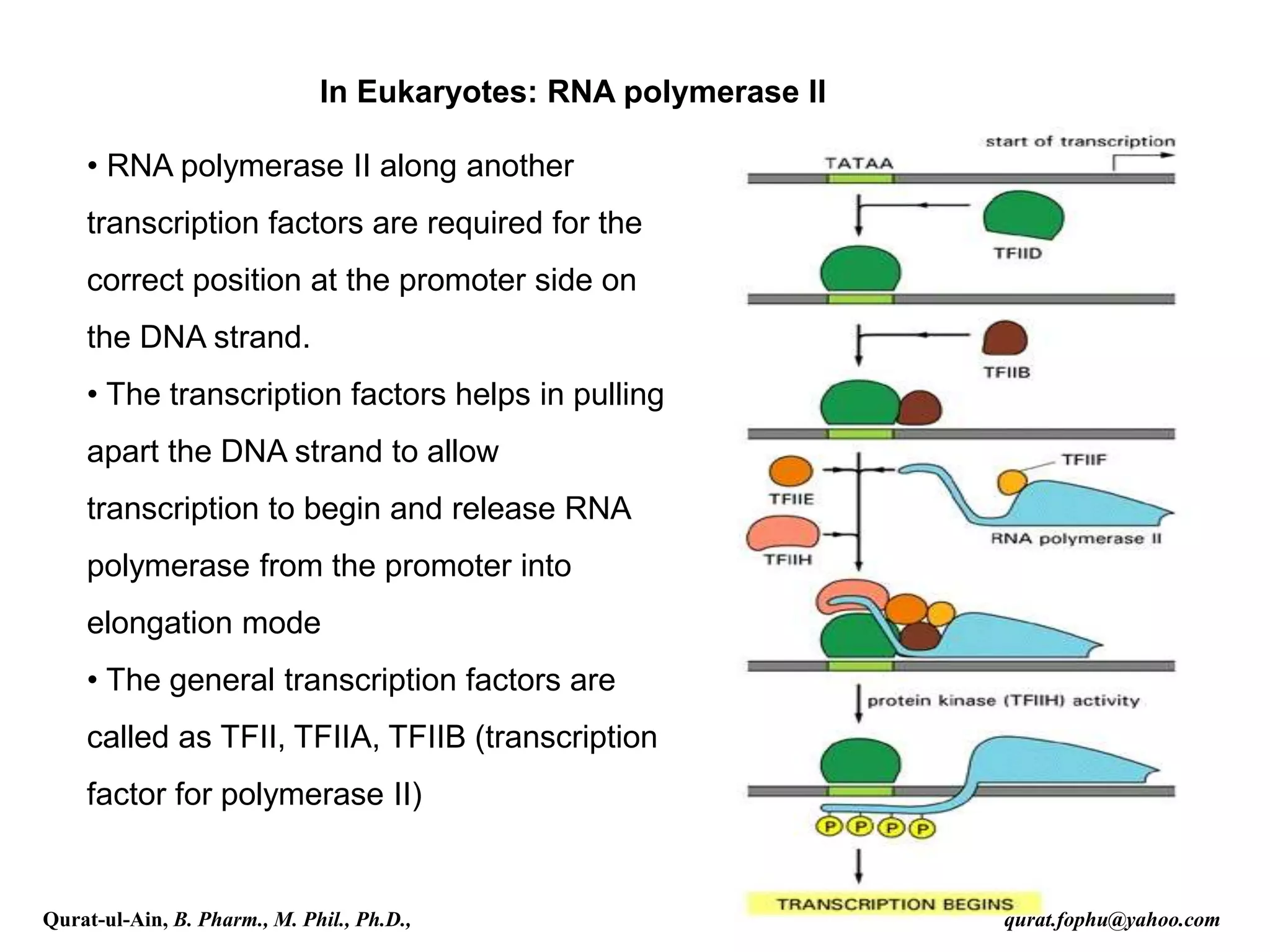 In Eukaryotes: RNA polymerase II
• RNA polymerase II along another
transcription factors are required for the
correct position at the promoter side on
the DNA strand.
• The transcription factors helps in pulling
apart the DNA strand to allow
transcription to begin and release RNA
polymerase from the promoter into
elongation mode
• The general transcription factors are
called as TFII, TFIIA, TFIIB (transcription
factor for polymerase II)
Qurat-ul-Ain, B. Pharm., M. Phil., Ph.D., qurat.fophu@yahoo.com
 