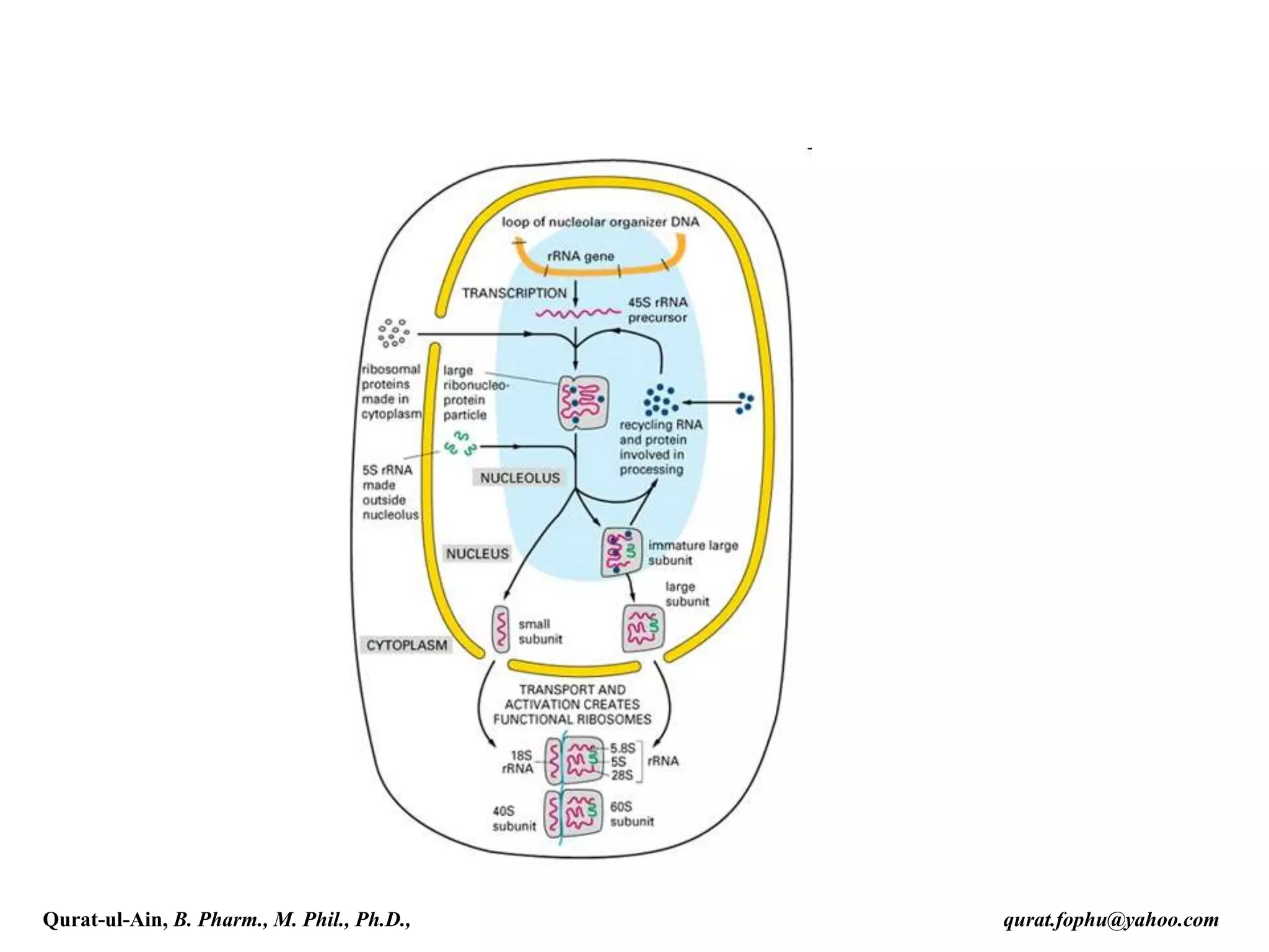 Qurat-ul-Ain, B. Pharm., M. Phil., Ph.D., qurat.fophu@yahoo.com
 