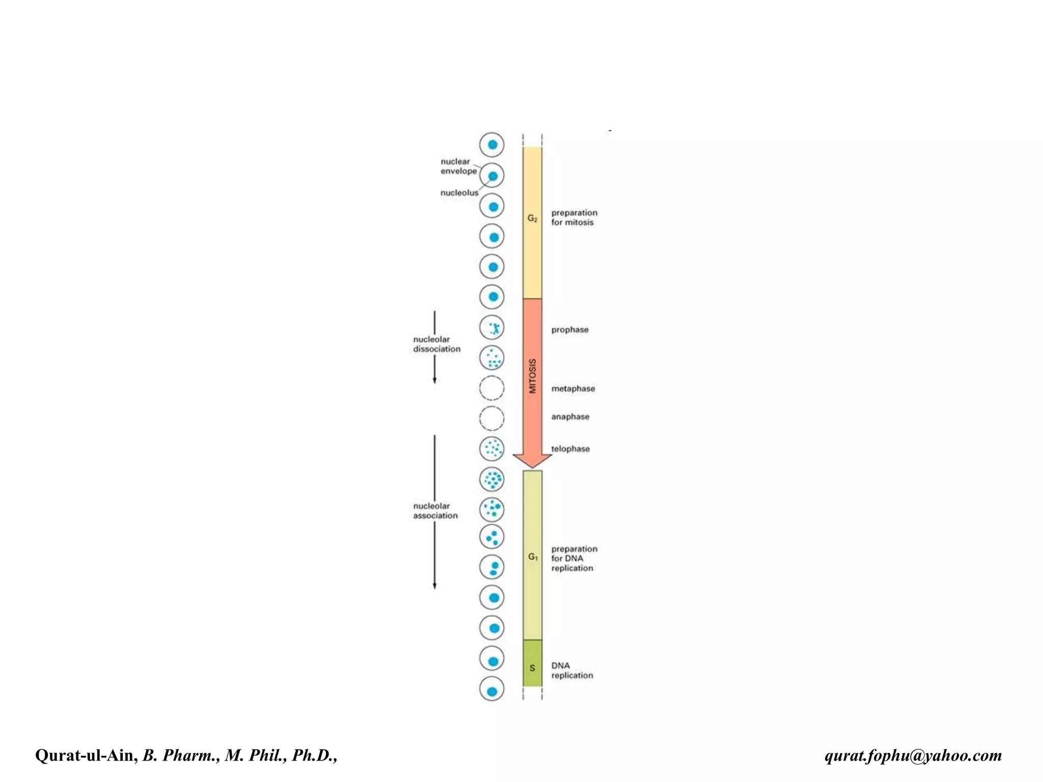 Qurat-ul-Ain, B. Pharm., M. Phil., Ph.D., qurat.fophu@yahoo.com
 