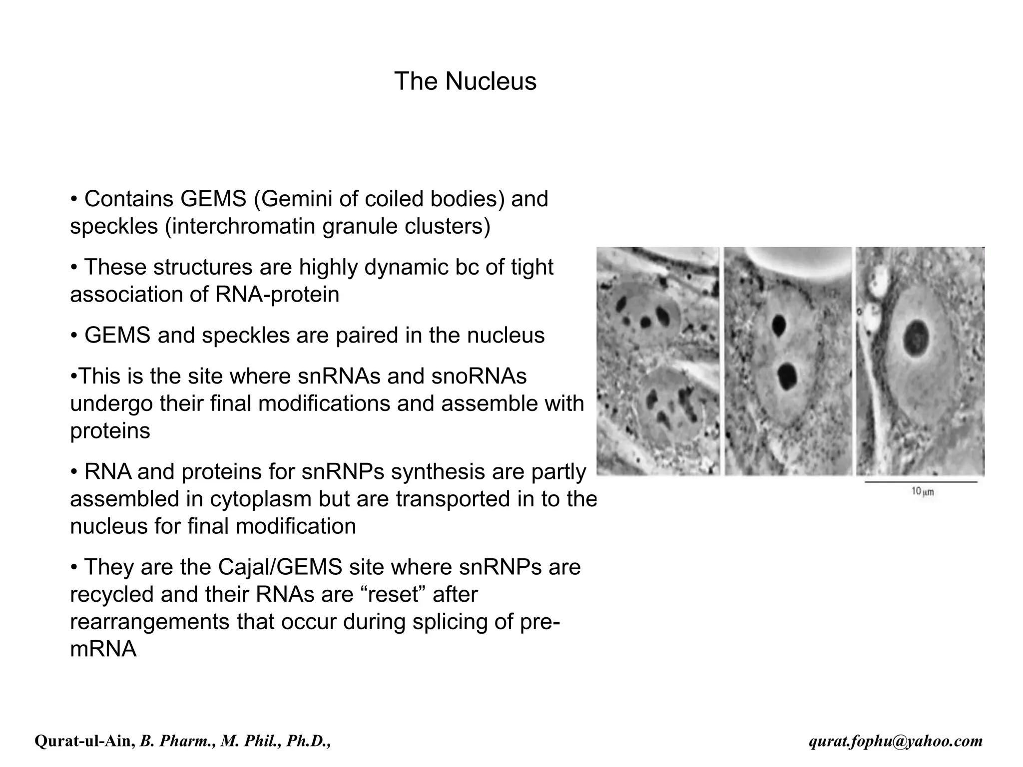 The Nucleus
• Contains GEMS (Gemini of coiled bodies) and
speckles (interchromatin granule clusters)
• These structures are highly dynamic bc of tight
association of RNA-protein
• GEMS and speckles are paired in the nucleus
•This is the site where snRNAs and snoRNAs
undergo their final modifications and assemble with
proteins
• RNA and proteins for snRNPs synthesis are partly
assembled in cytoplasm but are transported in to the
nucleus for final modification
• They are the Cajal/GEMS site where snRNPs are
recycled and their RNAs are “reset” after
rearrangements that occur during splicing of pre-
mRNA
Qurat-ul-Ain, B. Pharm., M. Phil., Ph.D., qurat.fophu@yahoo.com
 