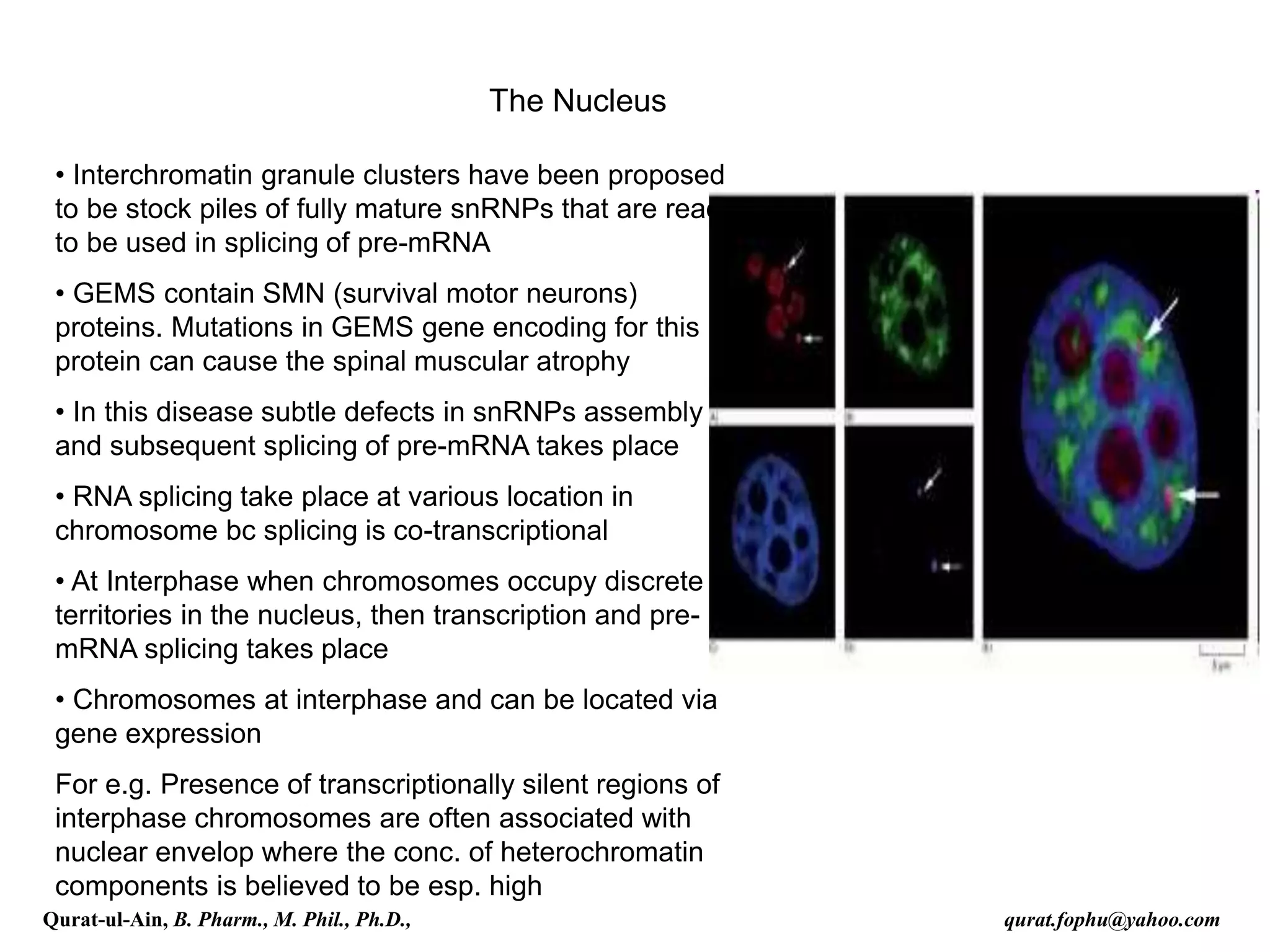 The Nucleus
• Interchromatin granule clusters have been proposed
to be stock piles of fully mature snRNPs that are ready
to be used in splicing of pre-mRNA
• GEMS contain SMN (survival motor neurons)
proteins. Mutations in GEMS gene encoding for this
protein can cause the spinal muscular atrophy
• In this disease subtle defects in snRNPs assembly
and subsequent splicing of pre-mRNA takes place
• RNA splicing take place at various location in
chromosome bc splicing is co-transcriptional
• At Interphase when chromosomes occupy discrete
territories in the nucleus, then transcription and pre-
mRNA splicing takes place
• Chromosomes at interphase and can be located via
gene expression
For e.g. Presence of transcriptionally silent regions of
interphase chromosomes are often associated with
nuclear envelop where the conc. of heterochromatin
components is believed to be esp. high
Qurat-ul-Ain, B. Pharm., M. Phil., Ph.D., qurat.fophu@yahoo.com
 