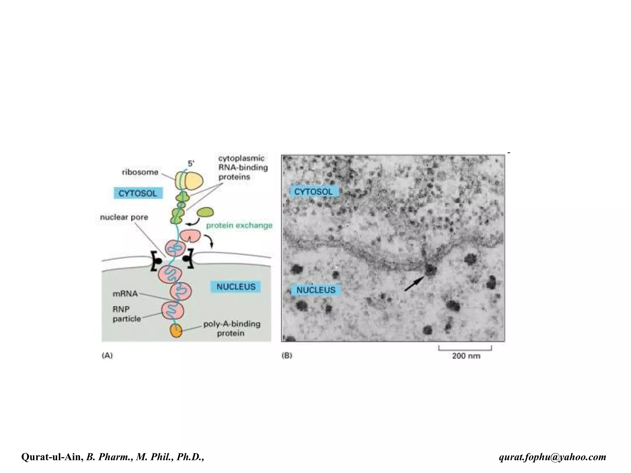 Qurat-ul-Ain, B. Pharm., M. Phil., Ph.D., qurat.fophu@yahoo.com
 