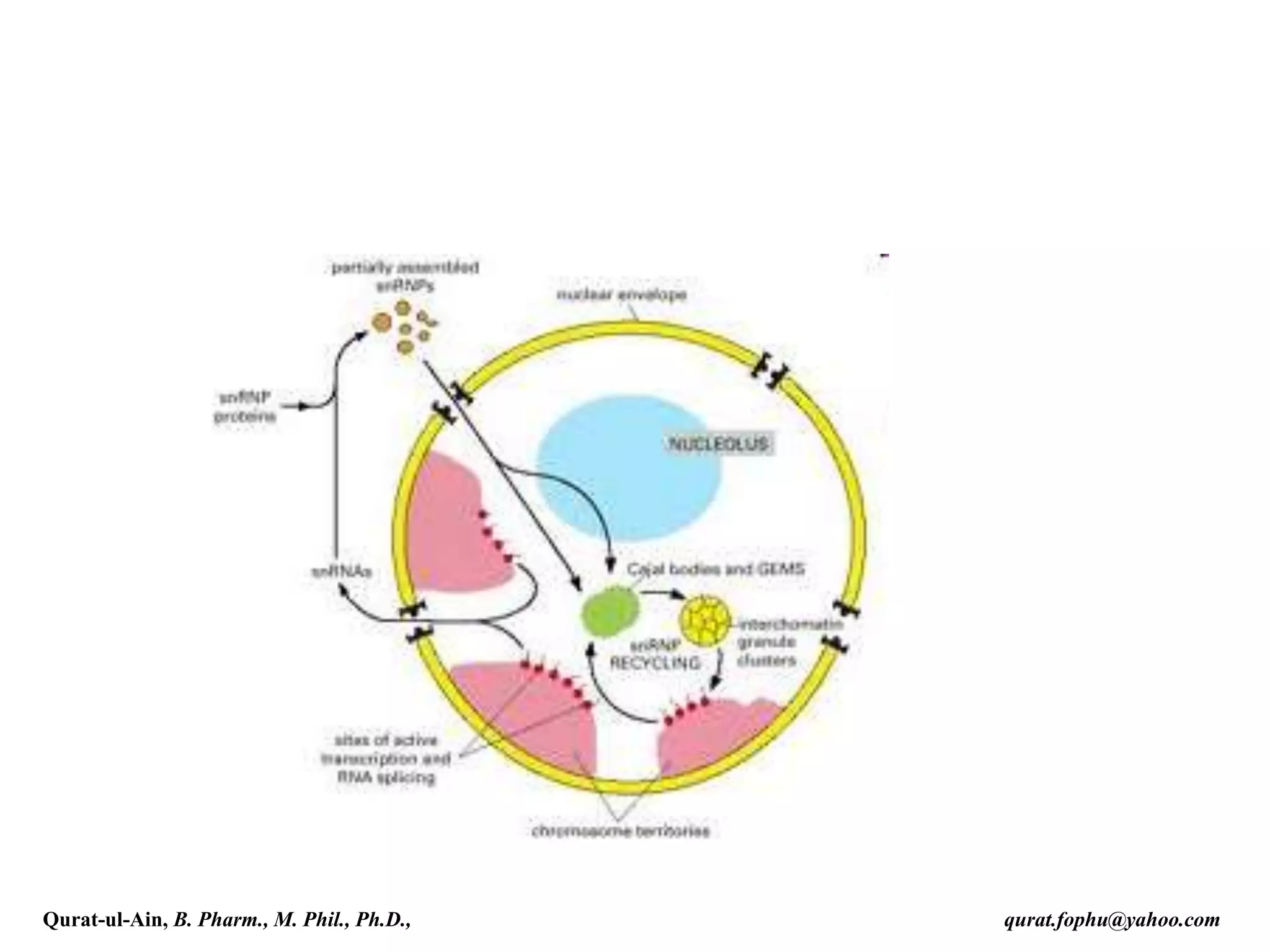 Qurat-ul-Ain, B. Pharm., M. Phil., Ph.D., qurat.fophu@yahoo.com
 
