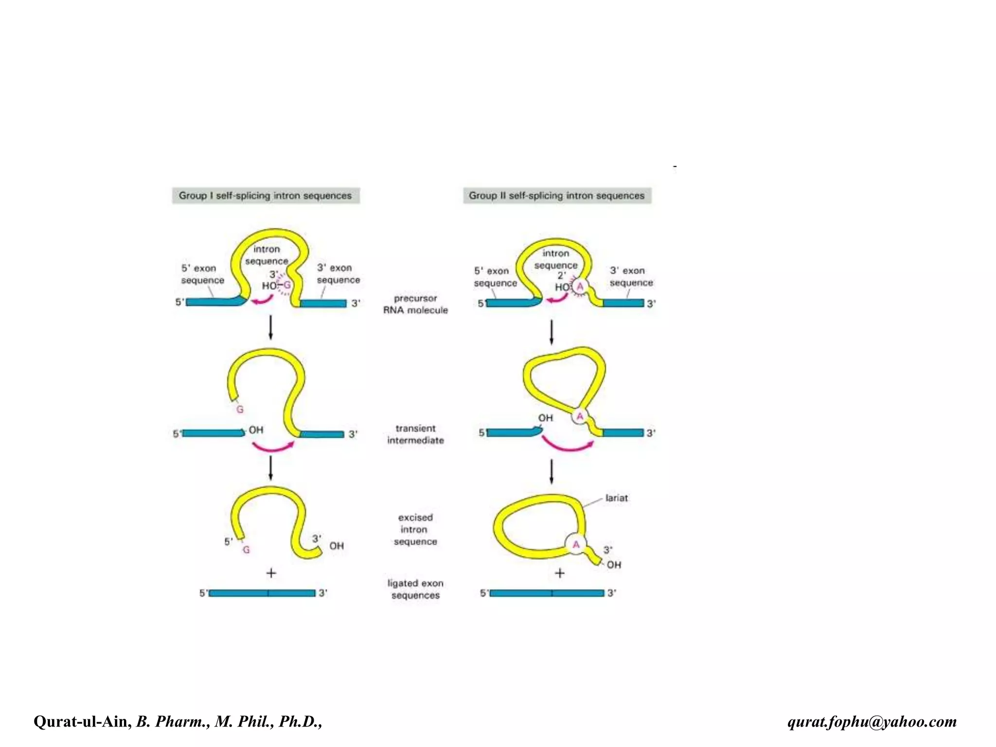 Qurat-ul-Ain, B. Pharm., M. Phil., Ph.D., qurat.fophu@yahoo.com
 