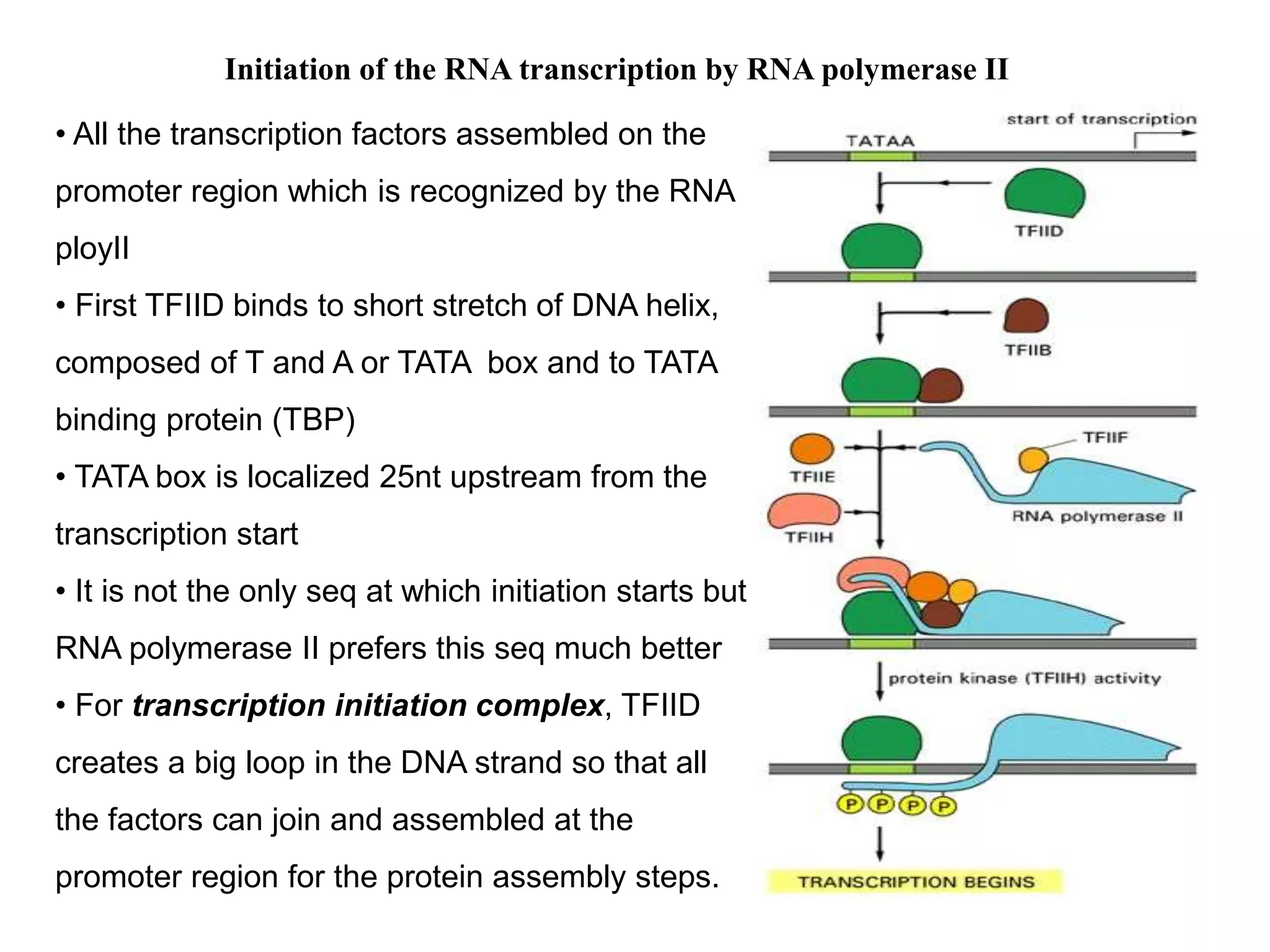 Initiation of the RNA transcription by RNA polymerase II
• All the transcription factors assembled on the
promoter region which is recognized by the RNA
ployII
• First TFIID binds to short stretch of DNA helix,
composed of T and A or TATA box and to TATA
binding protein (TBP)
• TATA box is localized 25nt upstream from the
transcription start
• It is not the only seq at which initiation starts but
RNA polymerase II prefers this seq much better
• For transcription initiation complex, TFIID
creates a big loop in the DNA strand so that all
the factors can join and assembled at the
promoter region for the protein assembly steps.
 