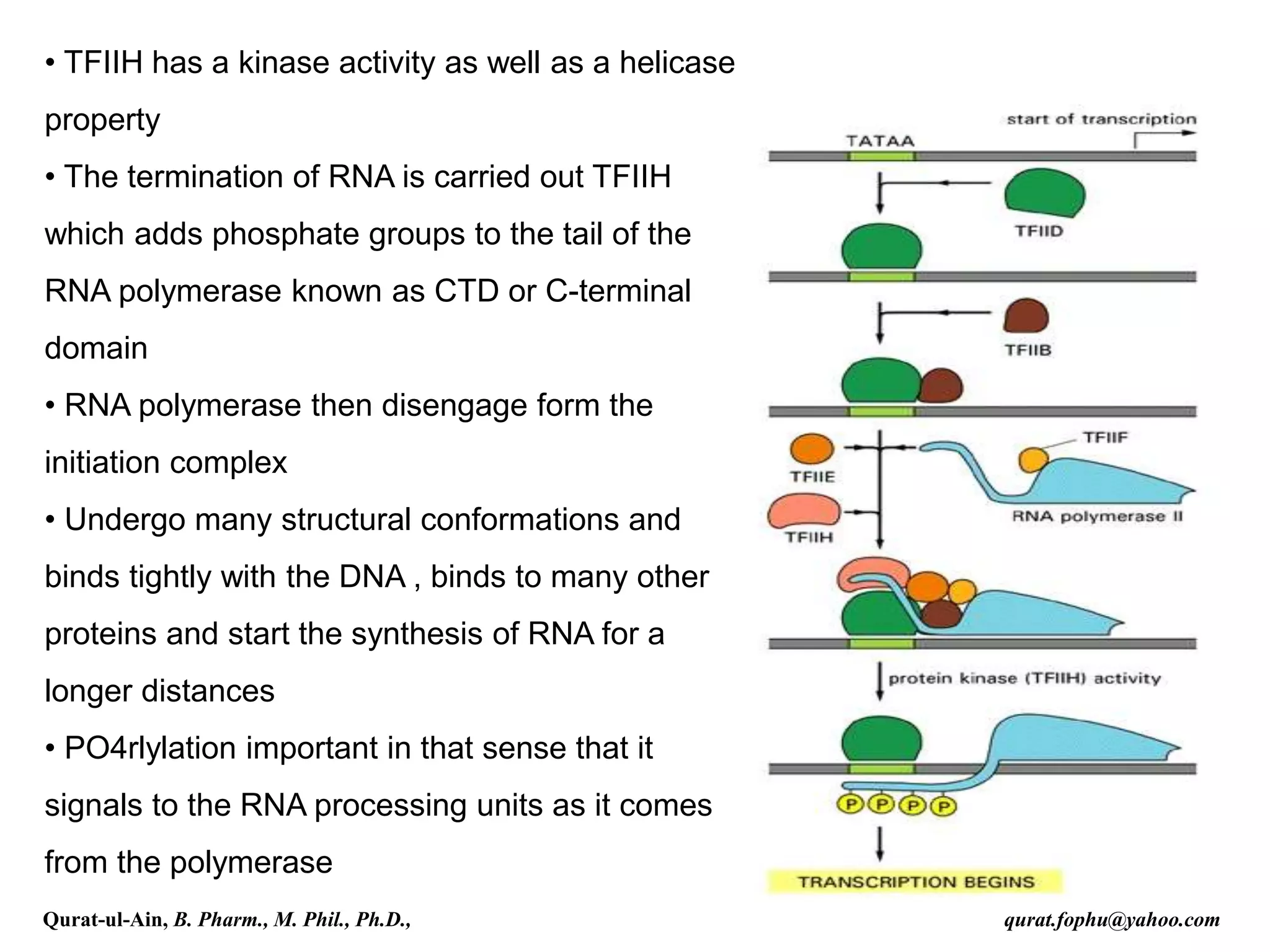 • TFIIH has a kinase activity as well as a helicase
property
• The termination of RNA is carried out TFIIH
which adds phosphate groups to the tail of the
RNA polymerase known as CTD or C-terminal
domain
• RNA polymerase then disengage form the
initiation complex
• Undergo many structural conformations and
binds tightly with the DNA , binds to many other
proteins and start the synthesis of RNA for a
longer distances
• PO4rlylation important in that sense that it
signals to the RNA processing units as it comes
from the polymerase
Qurat-ul-Ain, B. Pharm., M. Phil., Ph.D., qurat.fophu@yahoo.com
 