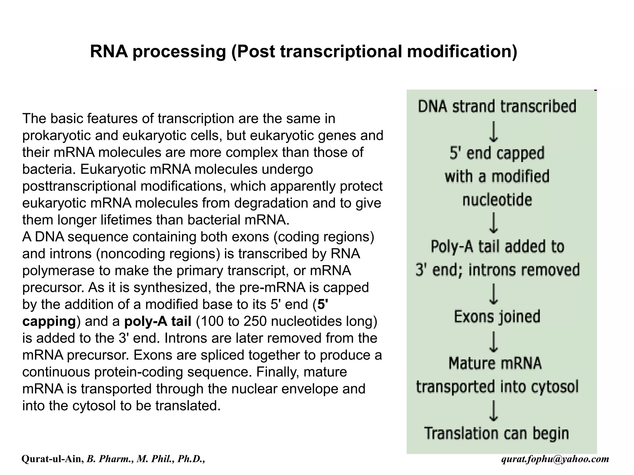 RNA processing (Post transcriptional modification)
The basic features of transcription are the same in
prokaryotic and eukaryotic cells, but eukaryotic genes and
their mRNA molecules are more complex than those of
bacteria. Eukaryotic mRNA molecules undergo
posttranscriptional modifications, which apparently protect
eukaryotic mRNA molecules from degradation and to give
them longer lifetimes than bacterial mRNA.
A DNA sequence containing both exons (coding regions)
and introns (noncoding regions) is transcribed by RNA
polymerase to make the primary transcript, or mRNA
precursor. As it is synthesized, the pre-mRNA is capped
by the addition of a modified base to its 5' end (5'
capping) and a poly-A tail (100 to 250 nucleotides long)
is added to the 3' end. Introns are later removed from the
mRNA precursor. Exons are spliced together to produce a
continuous protein-coding sequence. Finally, mature
mRNA is transported through the nuclear envelope and
into the cytosol to be translated.
Qurat-ul-Ain, B. Pharm., M. Phil., Ph.D., qurat.fophu@yahoo.com
 
