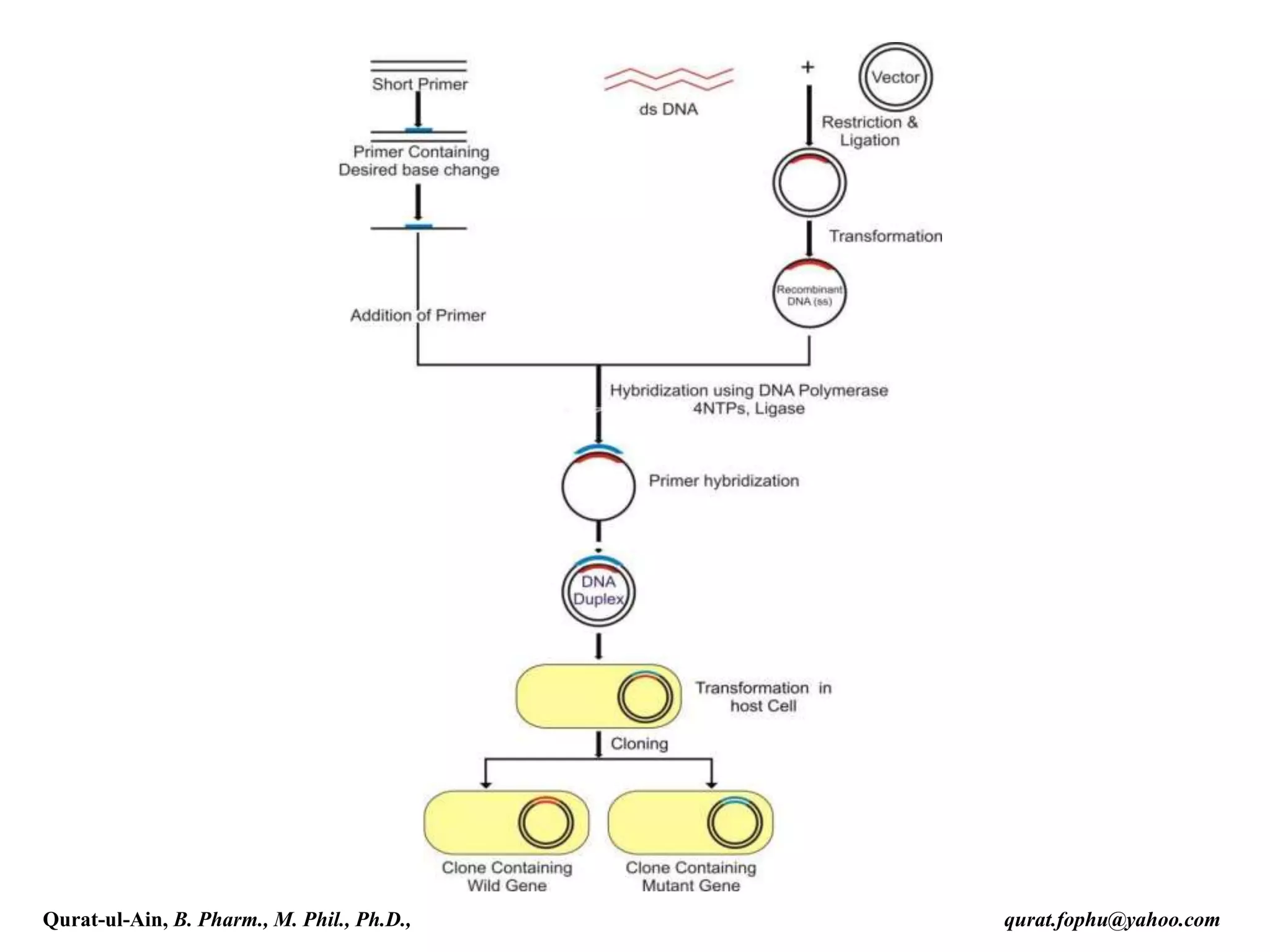 Qurat-ul-Ain, B. Pharm., M. Phil., Ph.D., qurat.fophu@yahoo.com
 