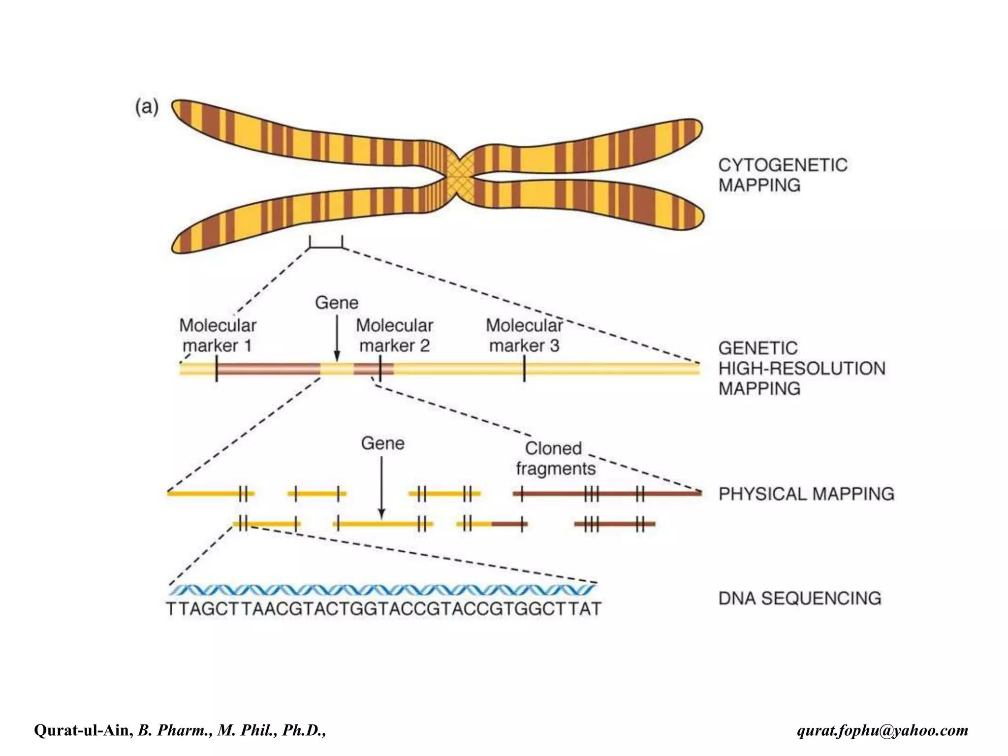 Qurat-ul-Ain, B. Pharm., M. Phil., Ph.D., qurat.fophu@yahoo.com
 