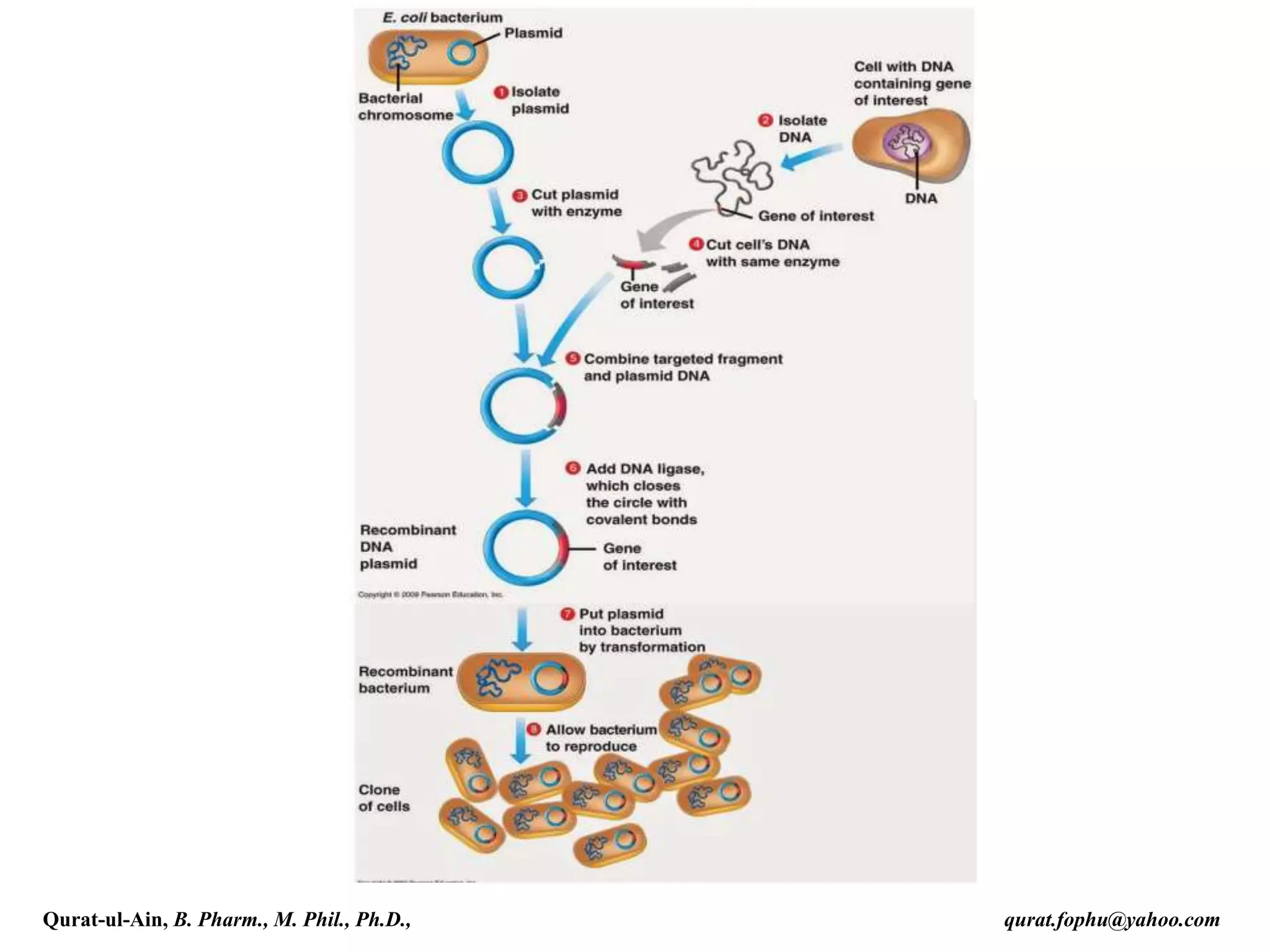 Qurat-ul-Ain, B. Pharm., M. Phil., Ph.D., qurat.fophu@yahoo.com
 