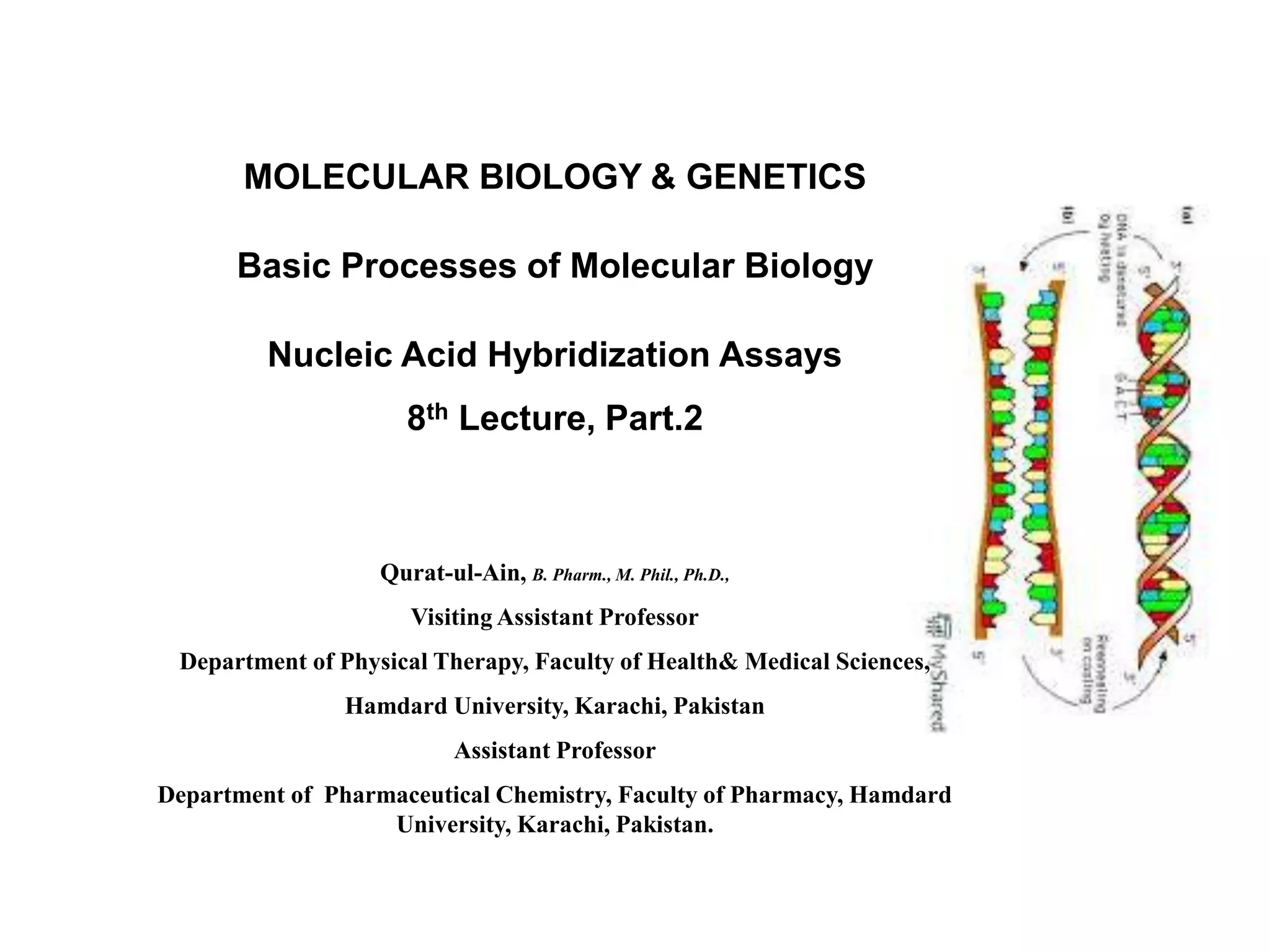 MOLECULAR BIOLOGY & GENETICS
Basic Processes of Molecular Biology
Nucleic Acid Hybridization Assays
8th Lecture, Part.2
Qurat-ul-Ain, B. Pharm., M. Phil., Ph.D.,
Visiting Assistant Professor
Department of Physical Therapy, Faculty of Health& Medical Sciences,
Hamdard University, Karachi, Pakistan
Assistant Professor
Department of Pharmaceutical Chemistry, Faculty of Pharmacy, Hamdard
University, Karachi, Pakistan.
 