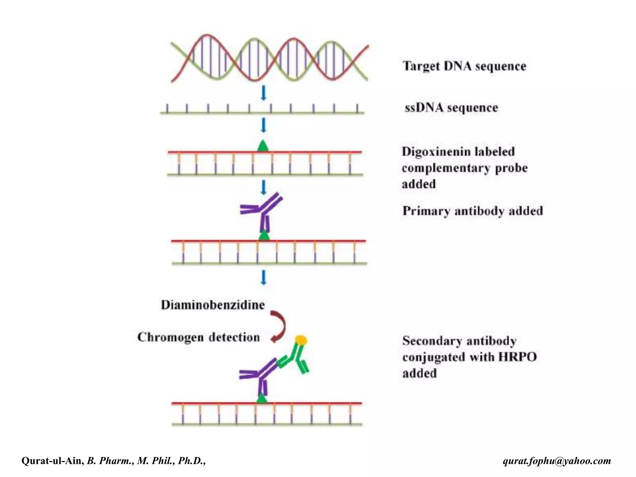 Qurat-ul-Ain, B. Pharm., M. Phil., Ph.D., qurat.fophu@yahoo.com
 