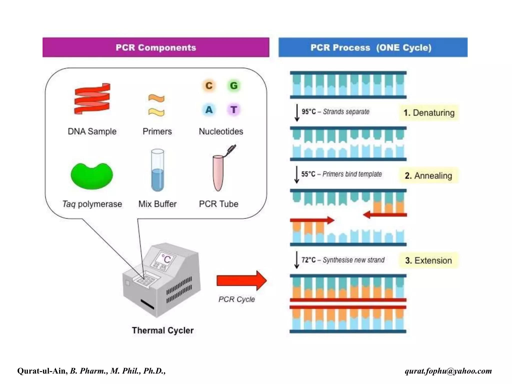 Qurat-ul-Ain, B. Pharm., M. Phil., Ph.D., qurat.fophu@yahoo.com
 
