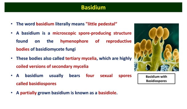 Lecture- 22 - Classification of Basidiomycota.pptx