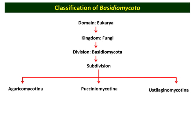Lecture- 22 - Classification of Basidiomycota.pptx