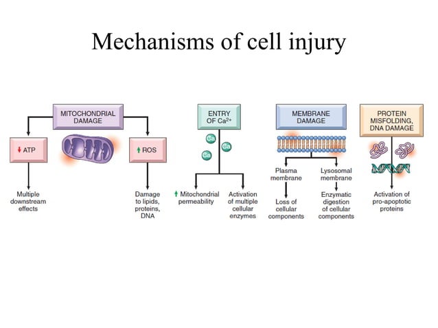 Lecture.1..Mechanisms.of.cell.injury.pdf