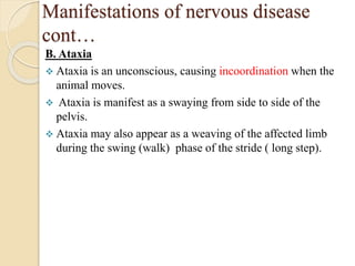 Manifestations of nervous disease
cont…
B. Ataxia
 Ataxia is an unconscious, causing incoordination when the
animal moves...