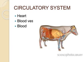CIRCULATORY SYSTEM
 Heart
 Blood vessels
 Blood
 