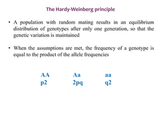 The Hardy-Weinberg principle
• A population with random mating results in an equilibrium
distribution of genotypes after only one generation, so that the
genetic variation is maintained
• When the assumptions are met, the frequency of a genotype is
equal to the product of the allele frequencies
AA Aa aa
p2 2pq q2
 