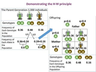 Demonstrating the H-W principle
 