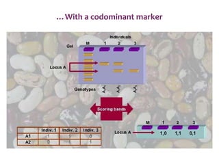 …With a codominant marker
 