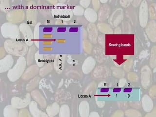 … with a dominant marker
 