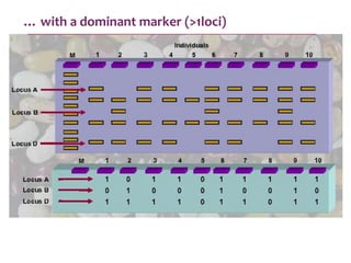 … with a dominant marker (>1loci)
 