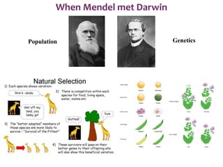 Population Genetics
When Mendel met Darwin
 