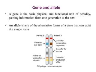 Gene and allele
• A gene is the basic physical and functional unit of heredity,
passing information from one generation to the next
• An allele is any of the alternative forms of a gene that can exist
at a single locus
 