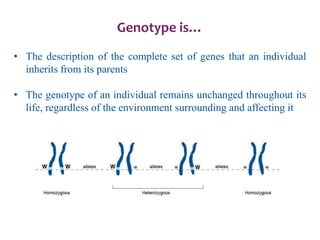 Genotype is…
• The description of the complete set of genes that an individual
inherits from its parents
• The genotype of an individual remains unchanged throughout its
life, regardless of the environment surrounding and affecting it
 