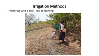 Irrigation Methods
• Watering with a can (Time consuming)
 