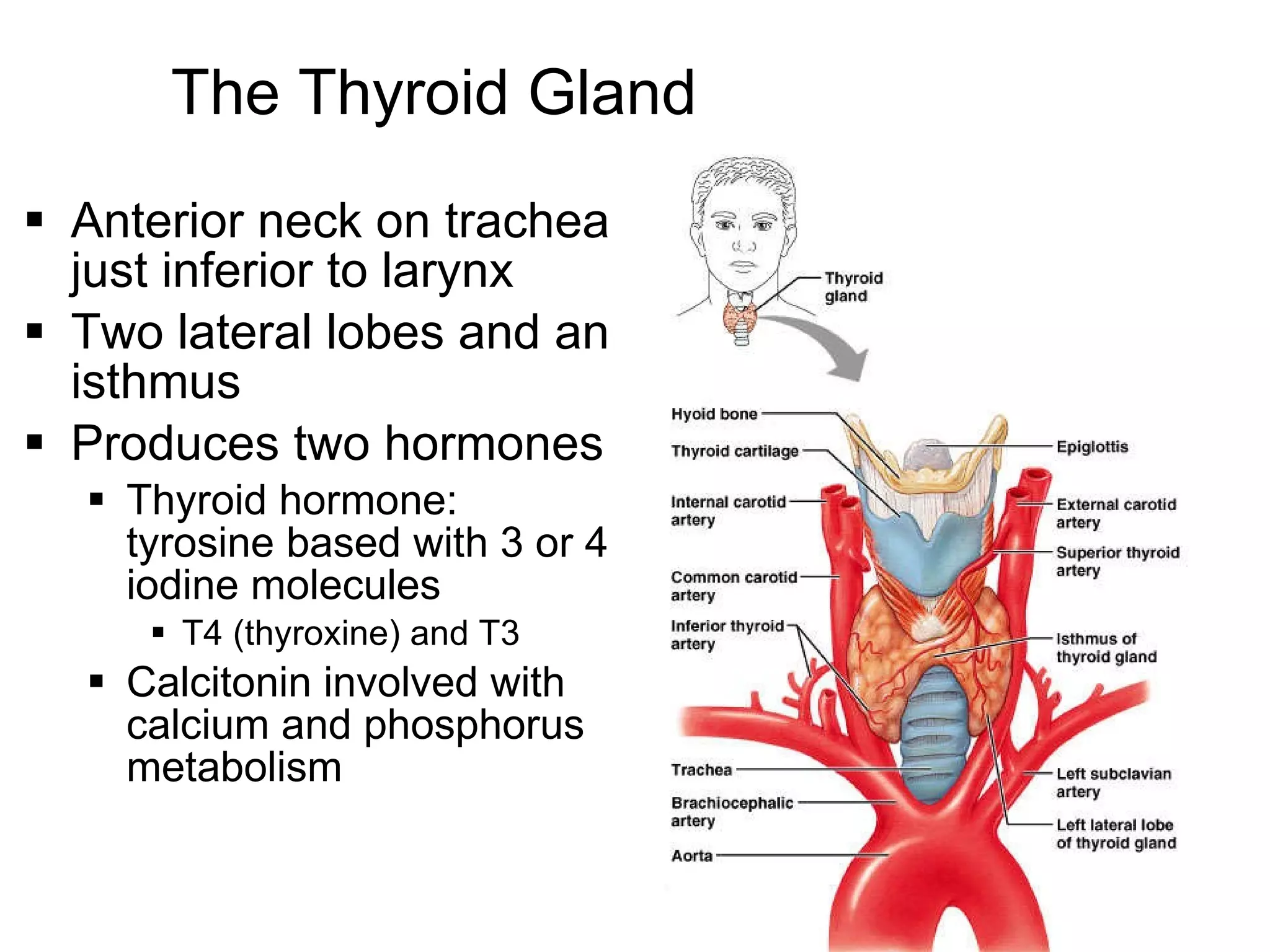 15
The Thyroid Gland
 Anterior neck on trachea
just inferior to larynx
 Two lateral lobes and an
isthmus
 Produces two hormones
 Thyroid hormone:
tyrosine based with 3 or 4
iodine molecules
 T4 (thyroxine) and T3
 Calcitonin involved with
calcium and phosphorus
metabolism
 