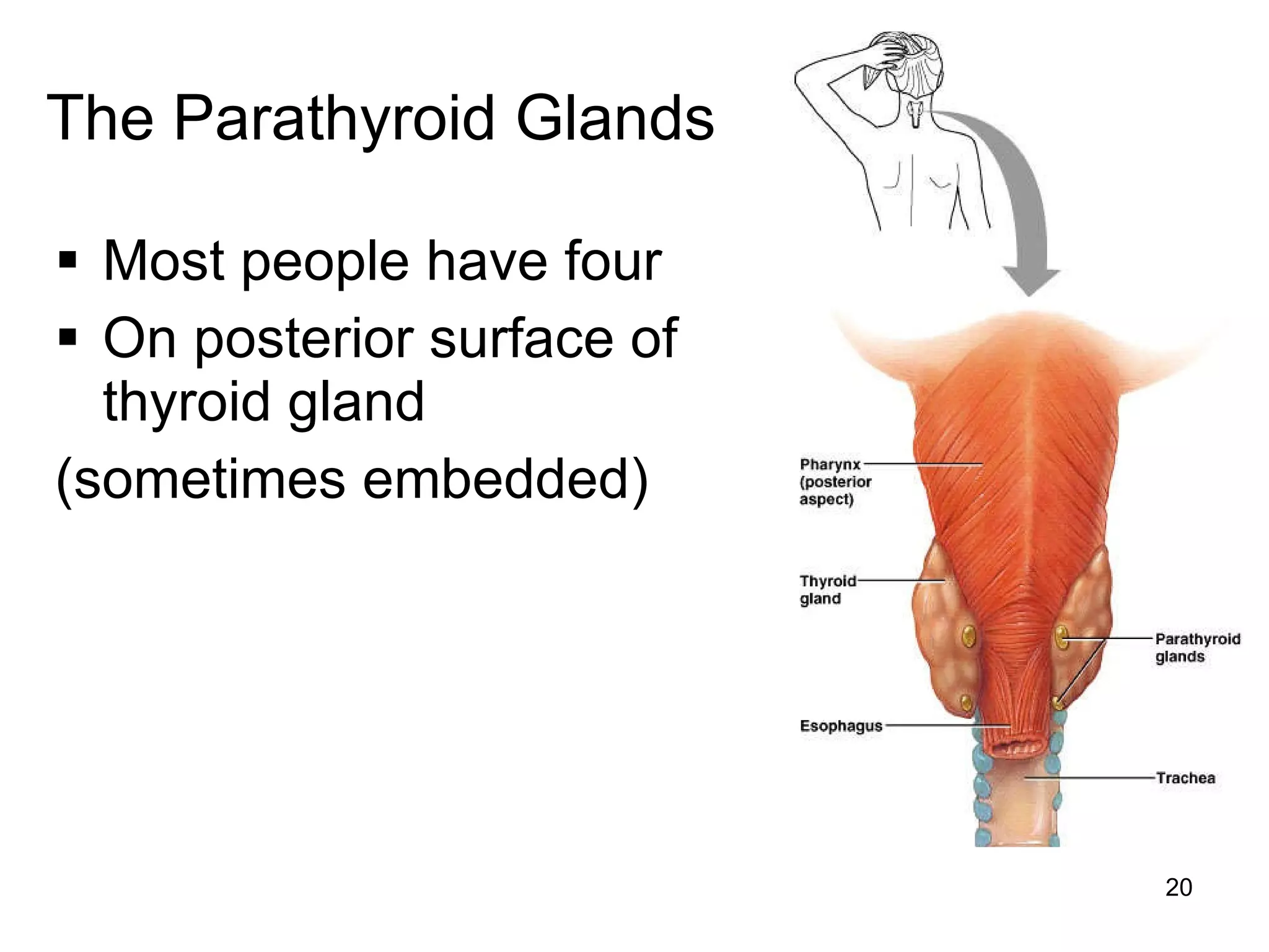 20
The Parathyroid Glands
 Most people have four
 On posterior surface of
thyroid gland
(sometimes embedded)
 
