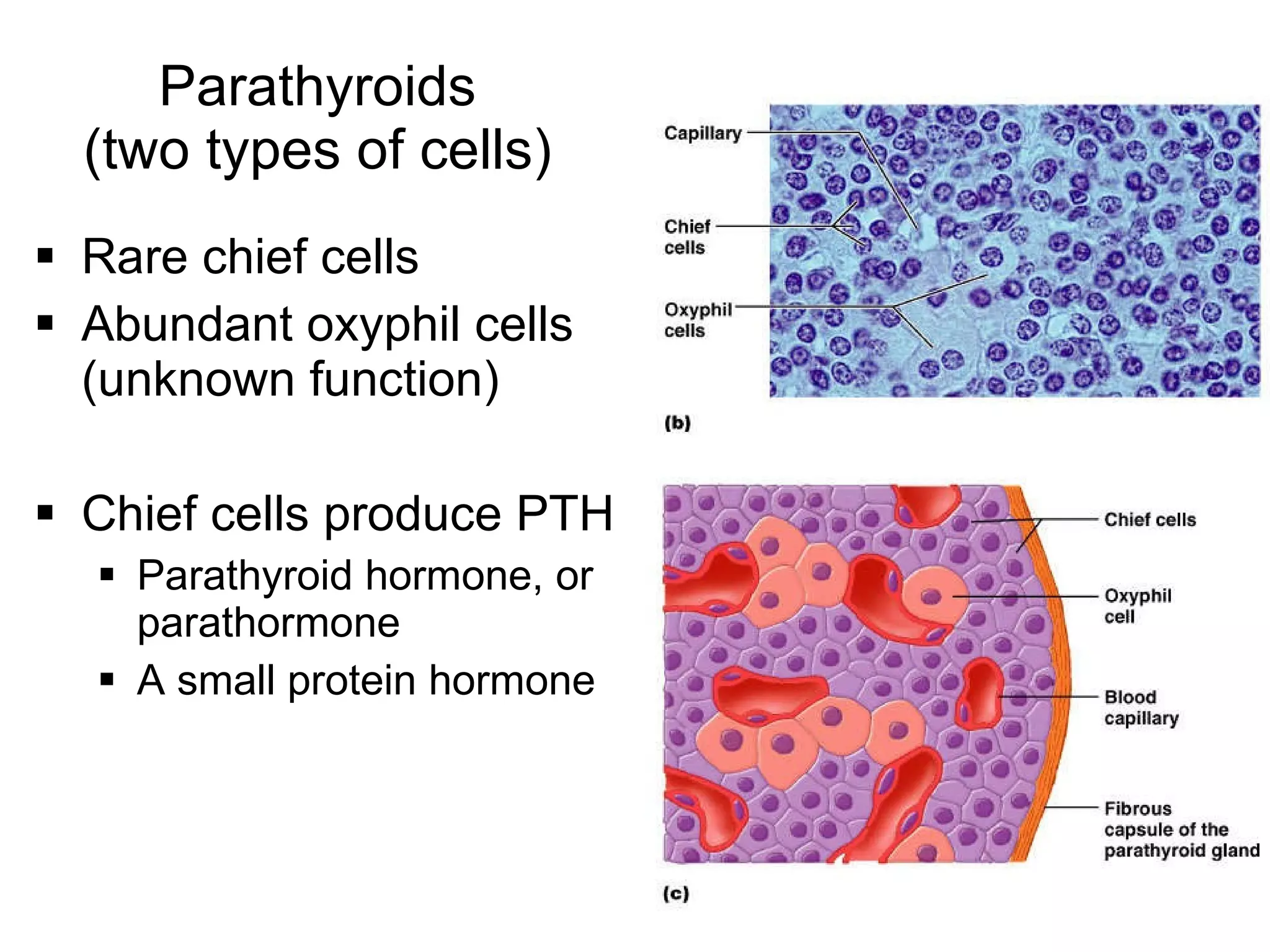21
Parathyroids
(two types of cells)
 Rare chief cells
 Abundant oxyphil cells
(unknown function)
 Chief cells produce PTH
 Parathyroid hormone, or
parathormone
 A small protein hormone
 