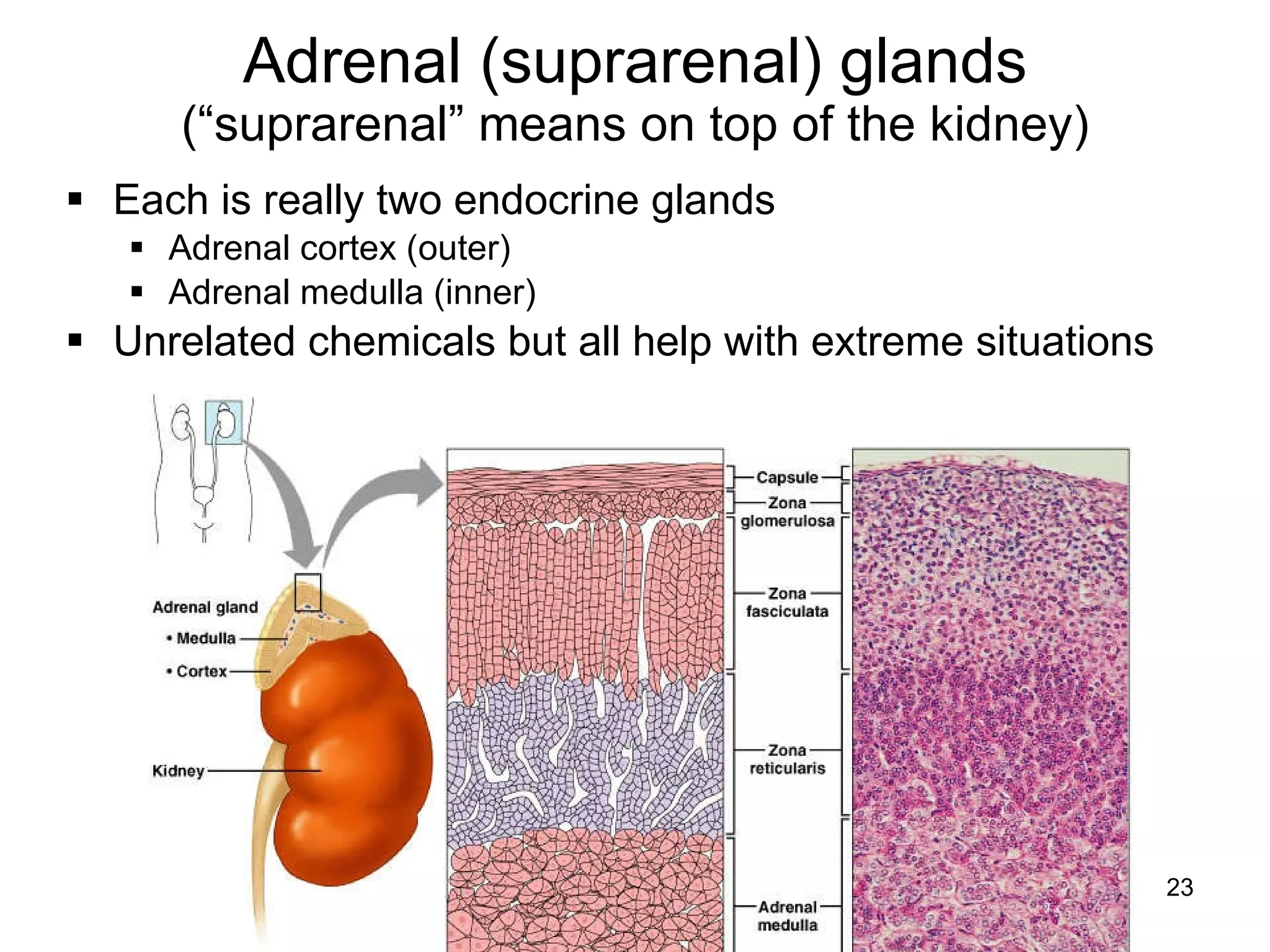 23
Adrenal (suprarenal) glands
(“suprarenal” means on top of the kidney)
 Each is really two endocrine glands
 Adrenal cortex (outer)
 Adrenal medulla (inner)
 Unrelated chemicals but all help with extreme situations
 
