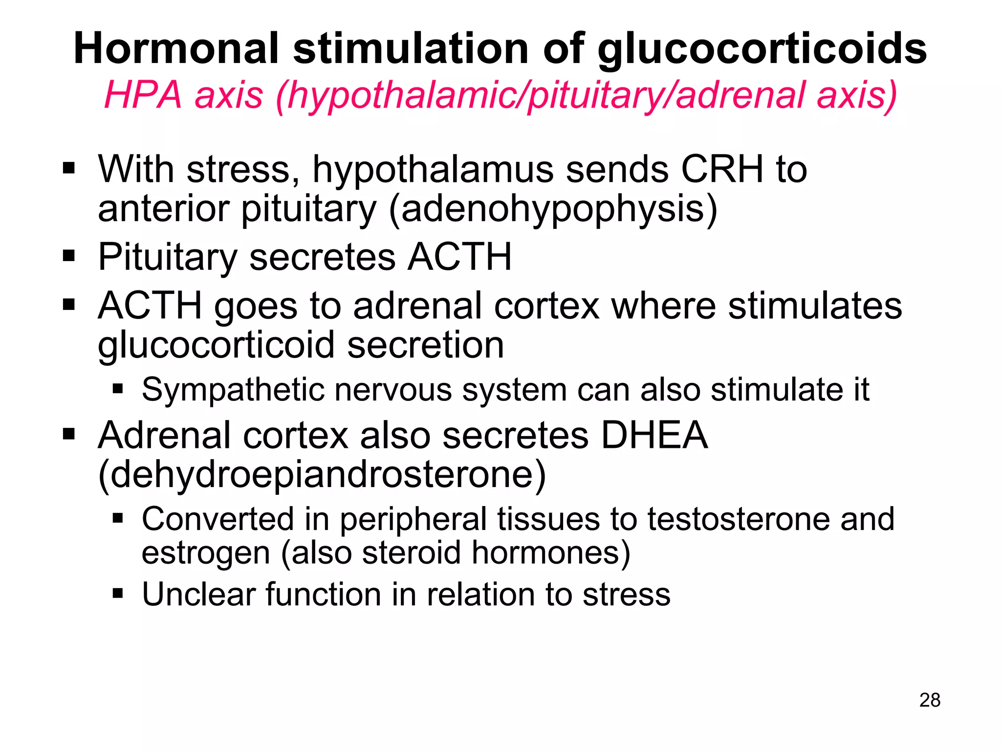 28
Hormonal stimulation of glucocorticoids
HPA axis (hypothalamic/pituitary/adrenal axis)
 With stress, hypothalamus sends CRH to
anterior pituitary (adenohypophysis)
 Pituitary secretes ACTH
 ACTH goes to adrenal cortex where stimulates
glucocorticoid secretion
 Sympathetic nervous system can also stimulate it
 Adrenal cortex also secretes DHEA
(dehydroepiandrosterone)
 Converted in peripheral tissues to testosterone and
estrogen (also steroid hormones)
 Unclear function in relation to stress
 